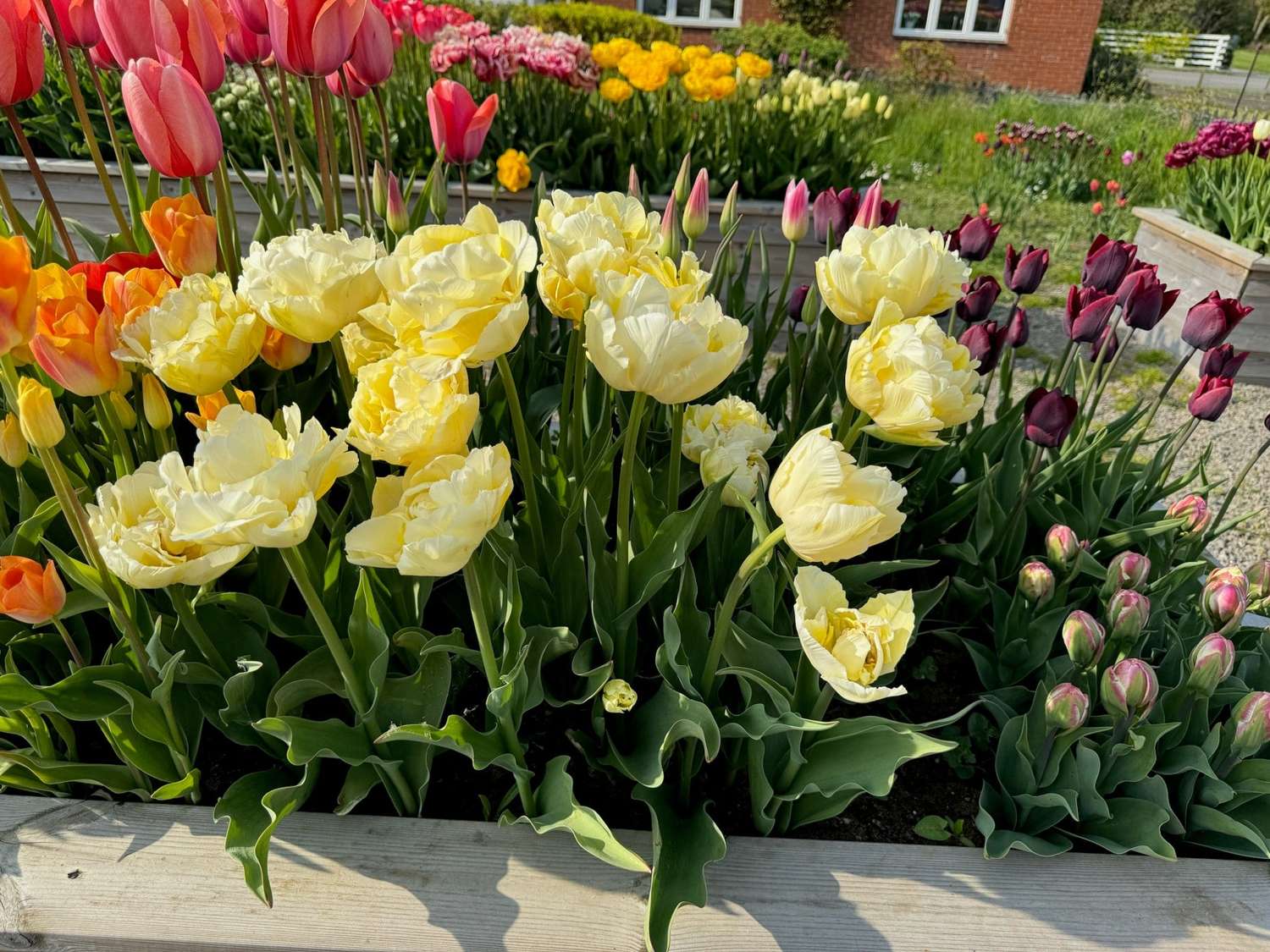 Tulp 'Verona'