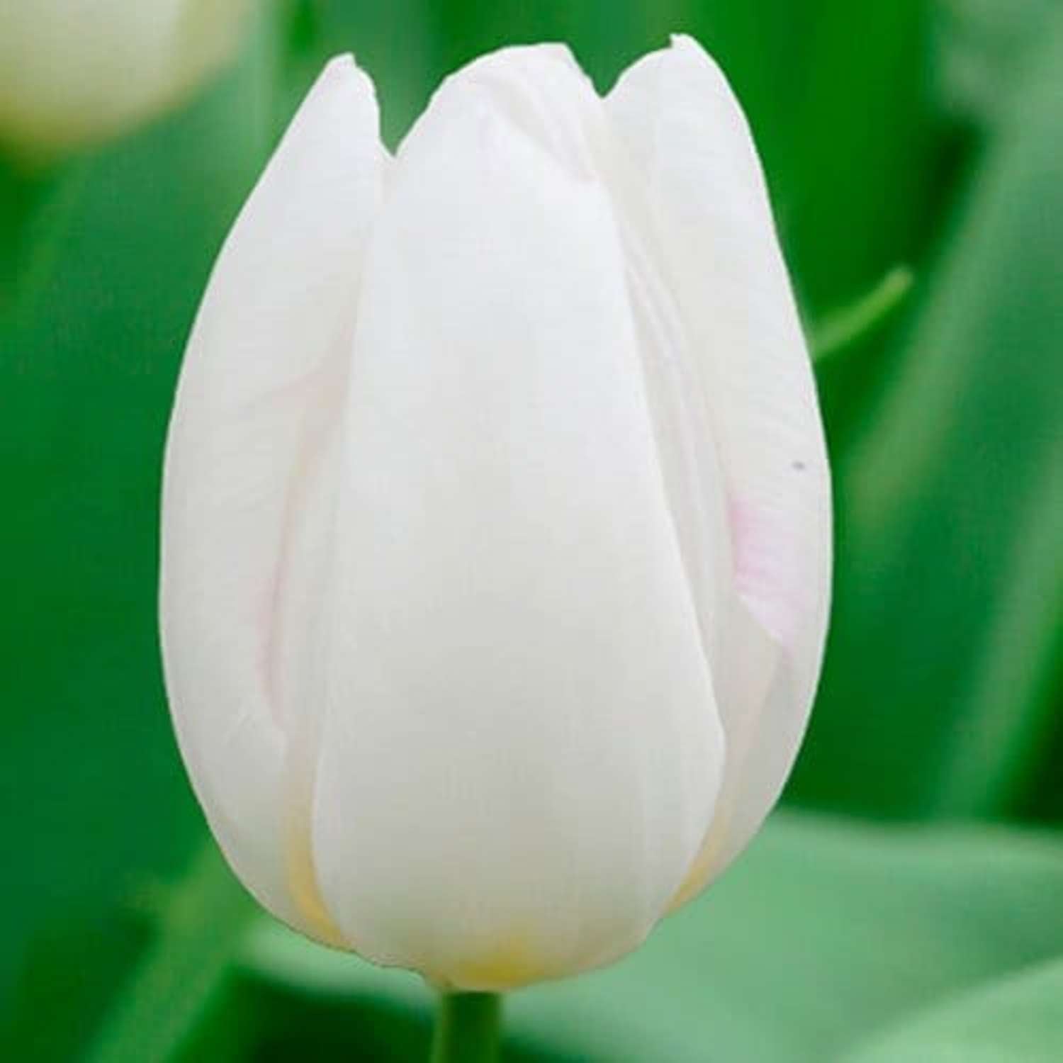 Tulp 'White Prince'