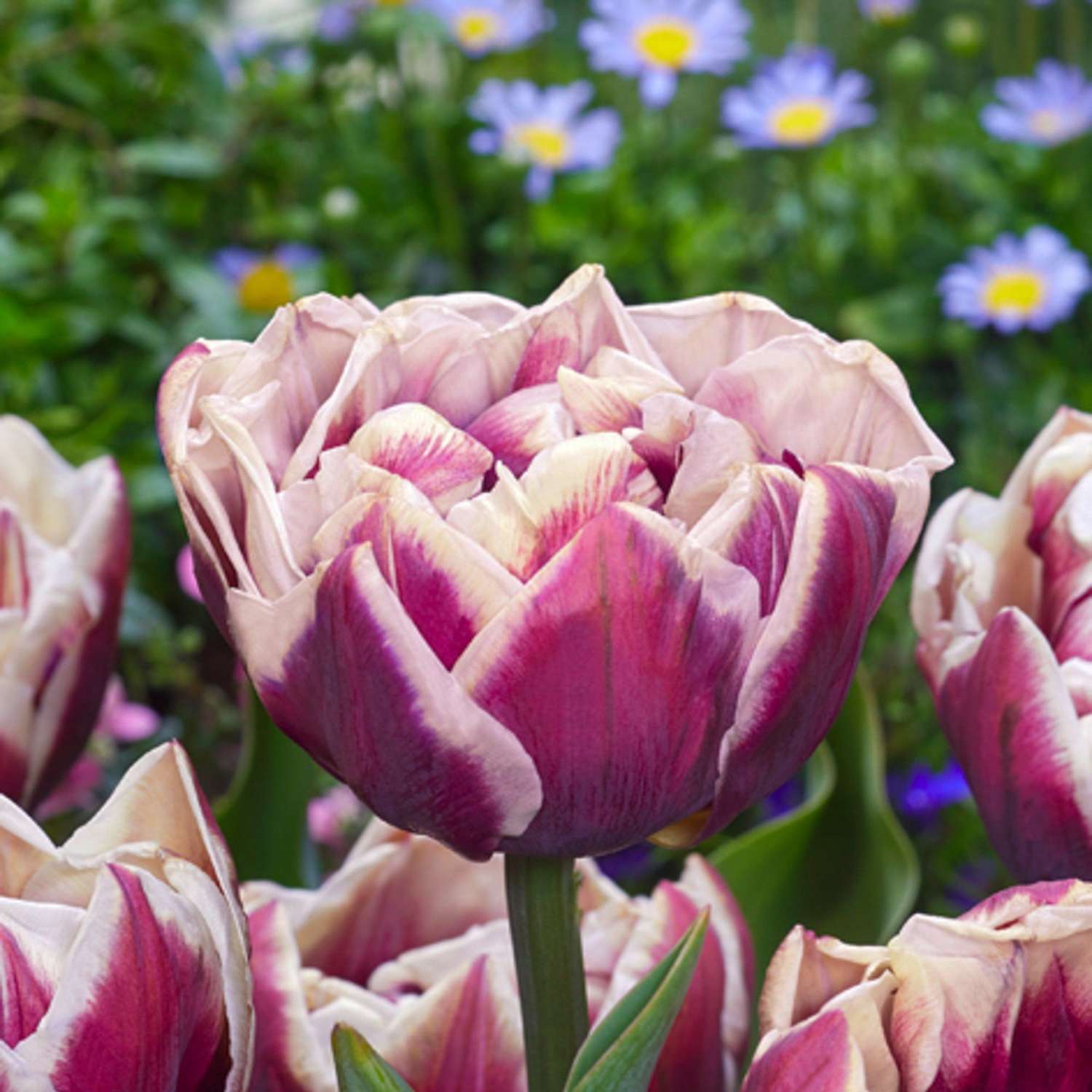 Tulp 'Wyndham'