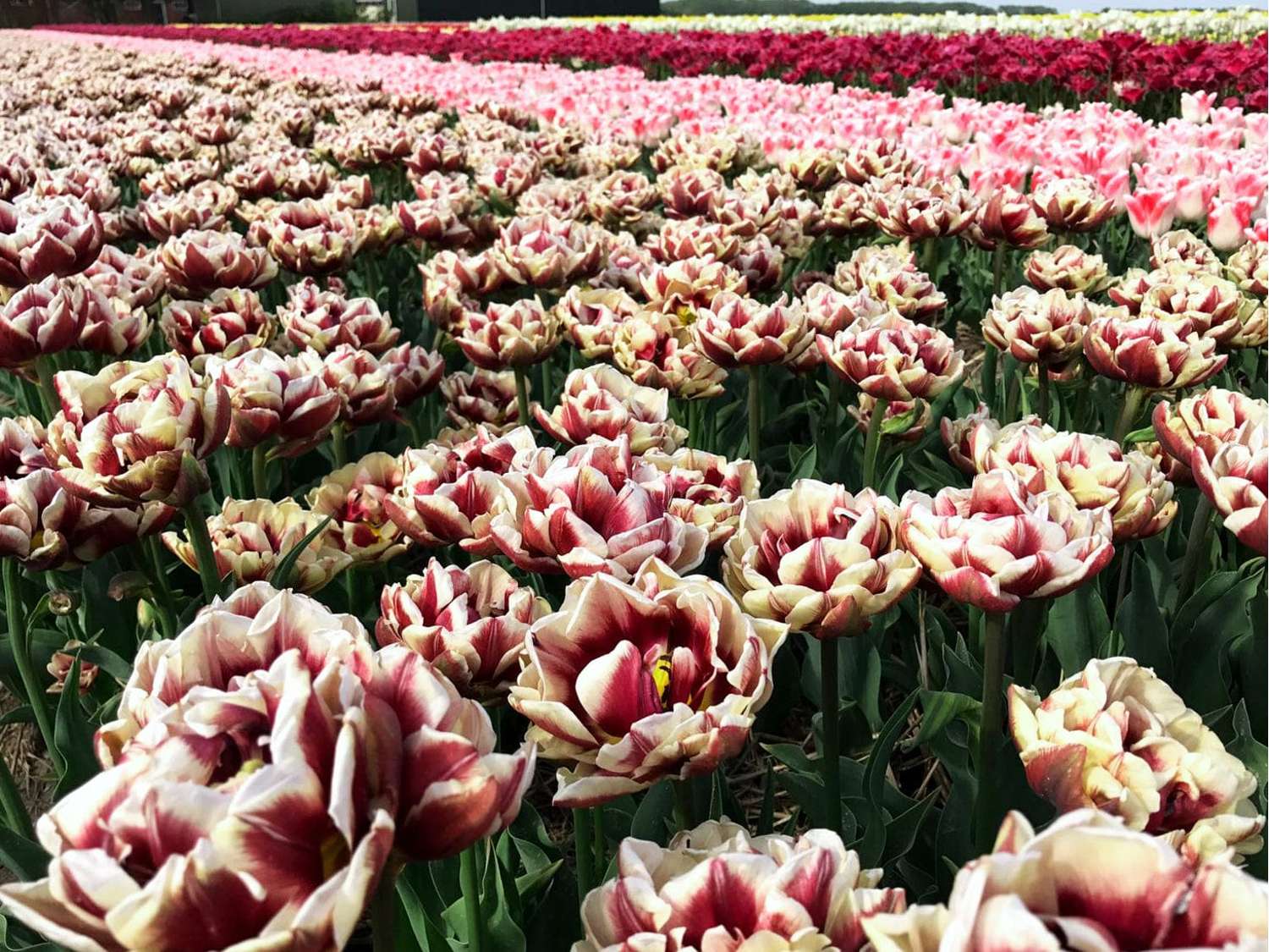 Tulp 'Wyndham'