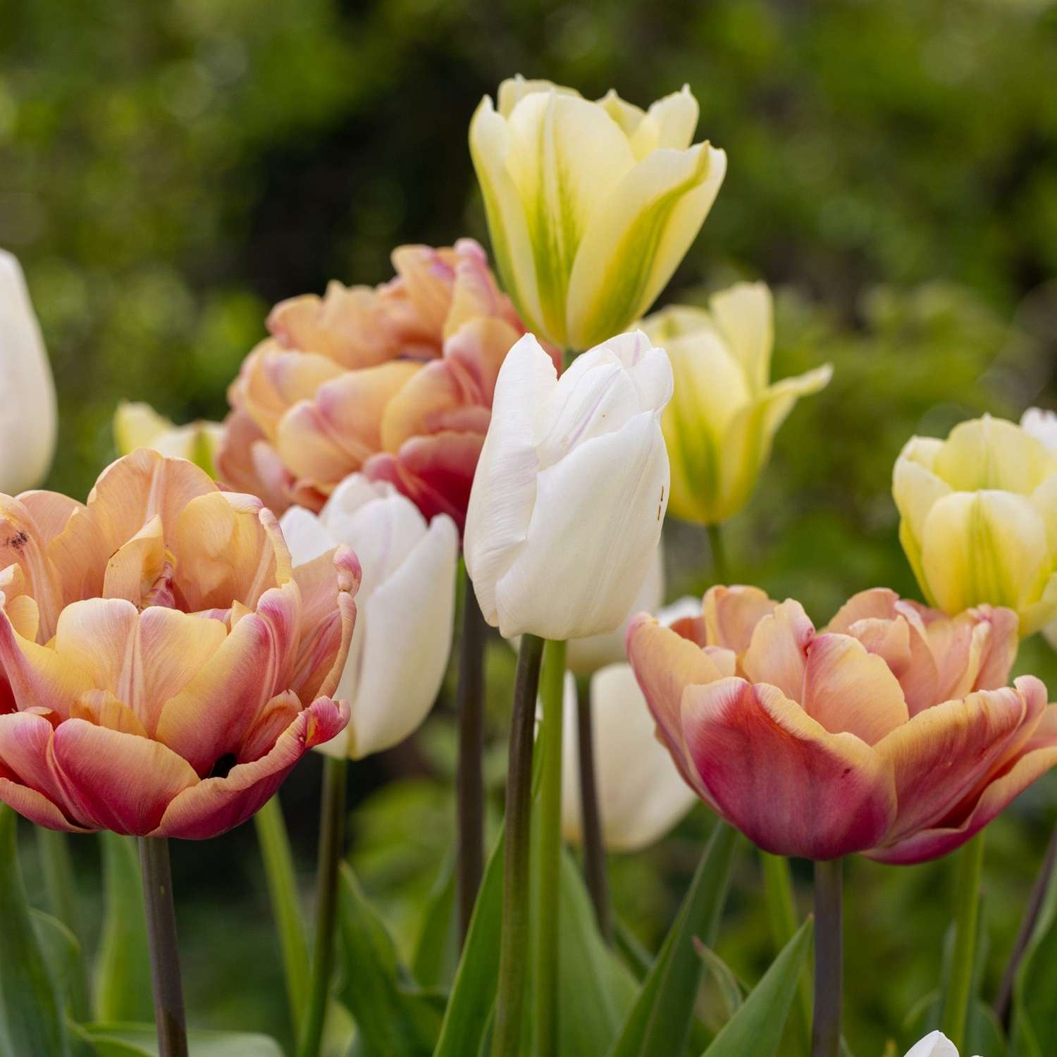 Tulpenmengsel 'Antique Lemon'