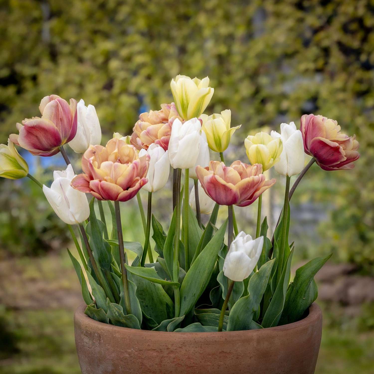 Tulpenmengsel 'Antique Lemon'