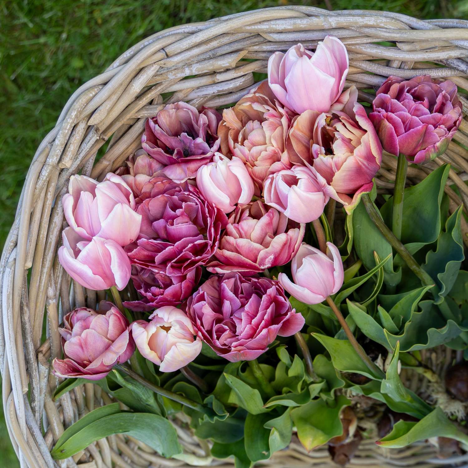 Tulpenmengsel 'Antique Rose'