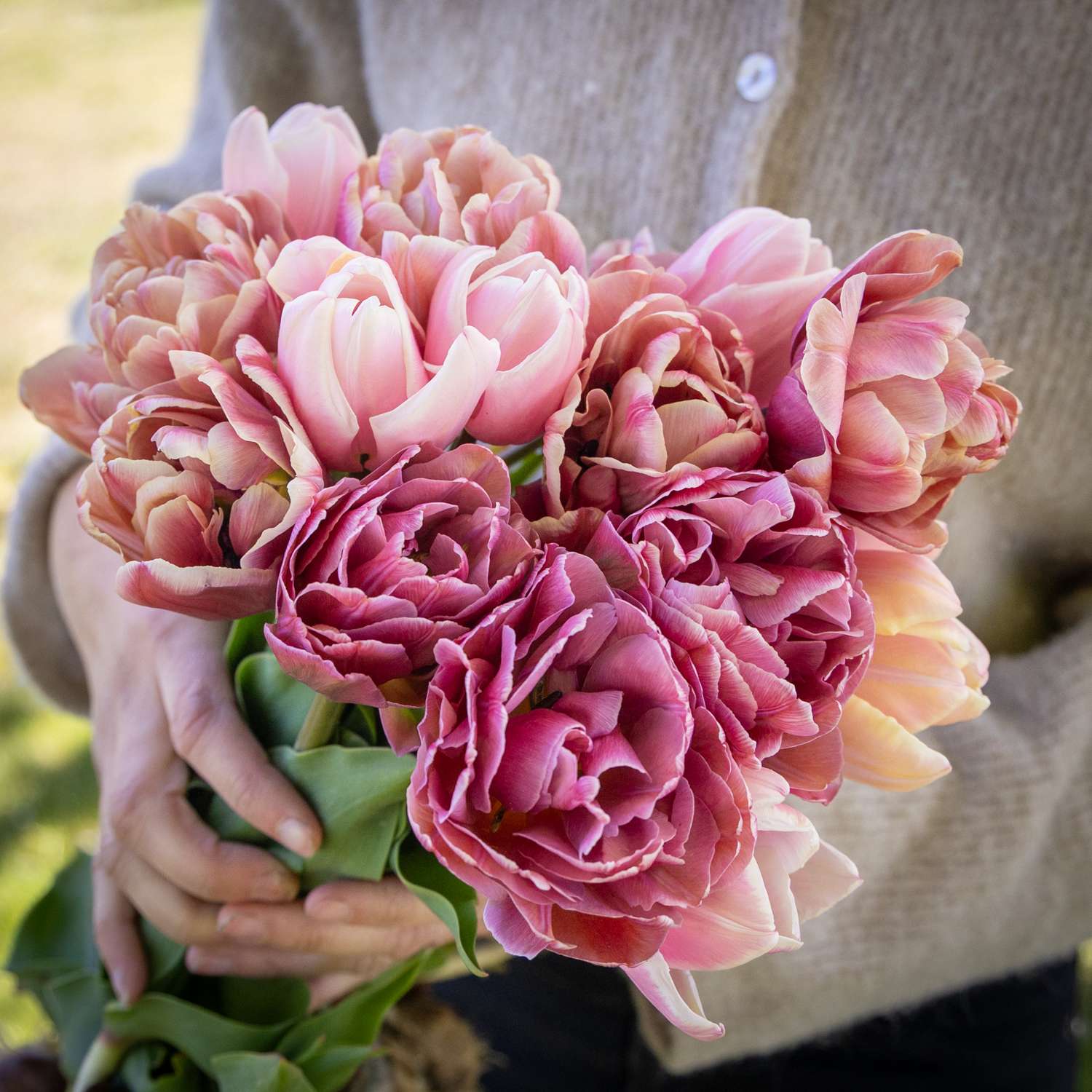 Tulpenmengsel 'Antique Rose'