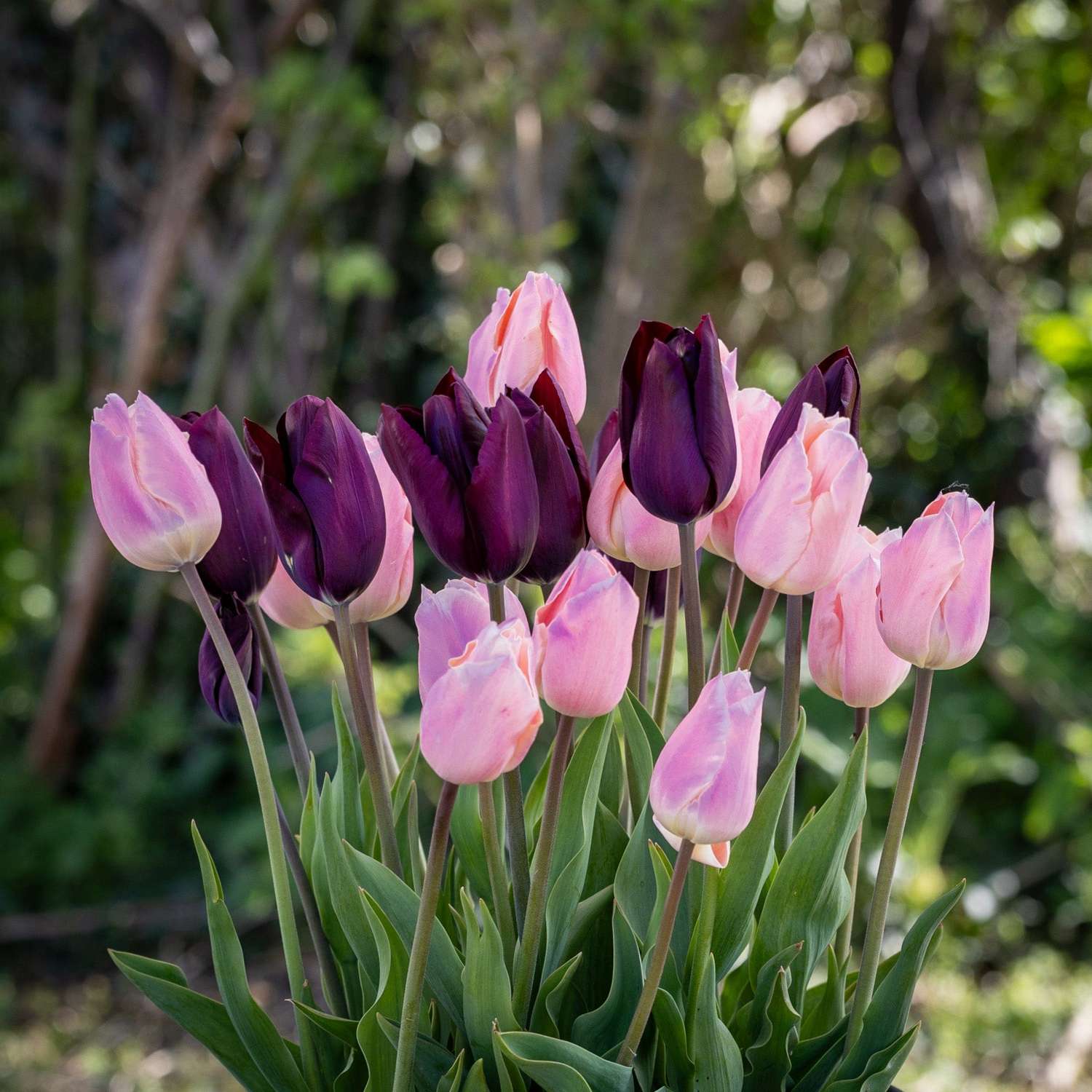 Tulpenmengsel 'Blush & Noir'