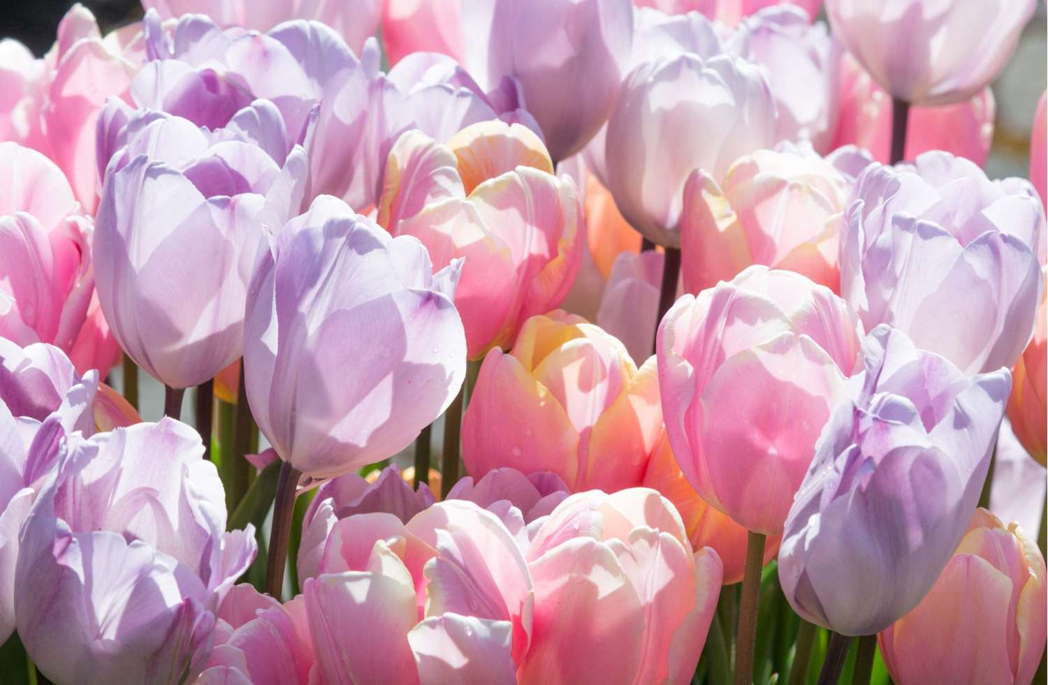 Tulpenmengsel 'Bubblegum'