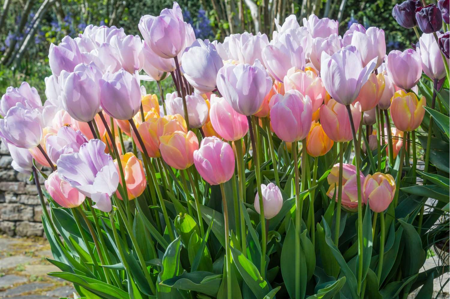 Tulpenmengsel 'Bubblegum'