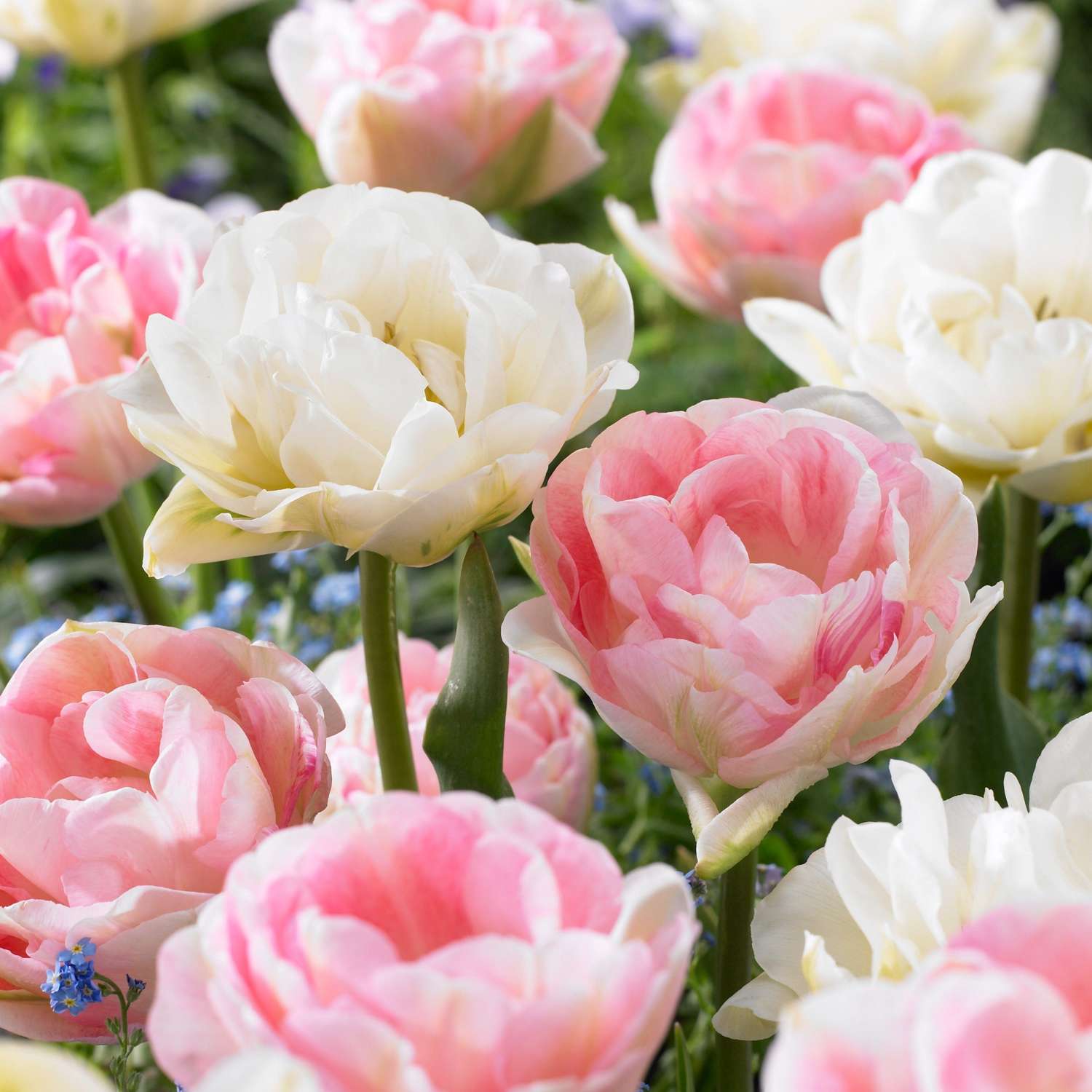 Tulpenmengsel 'Camilla'