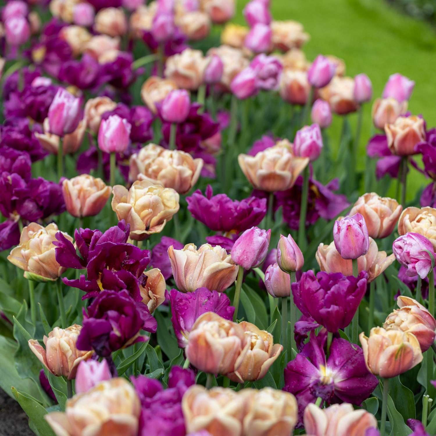 Tulpenmengsel 'Double Voque'