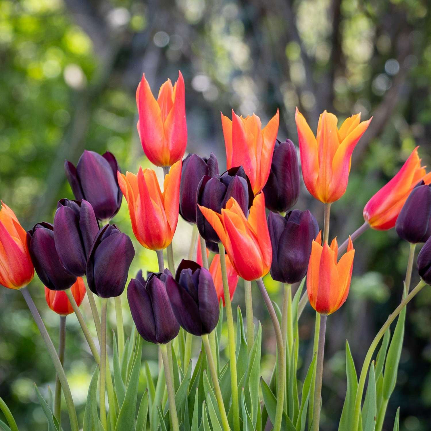 Tulpenmengsel 'Drama Queen'