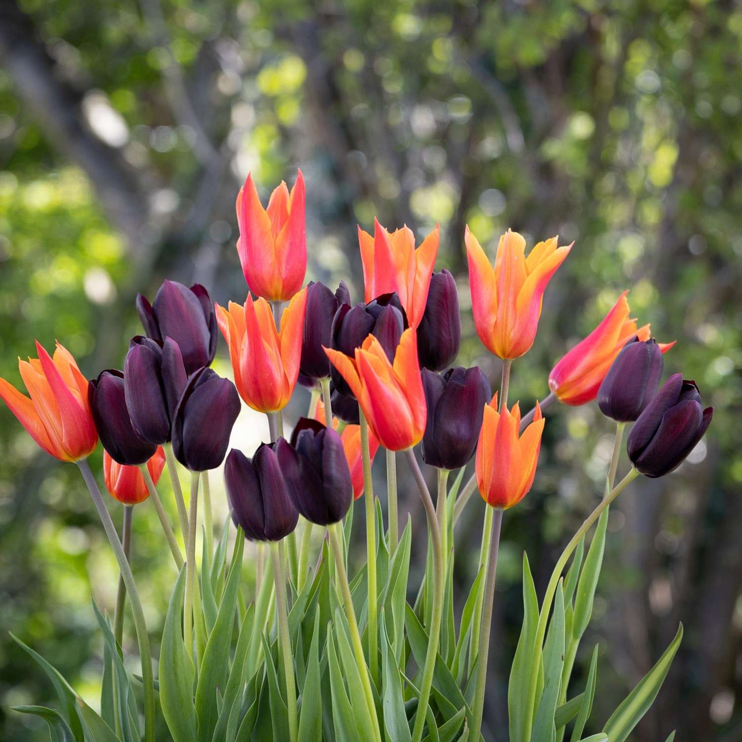 Tulpenmengsel 'Drama Queen'