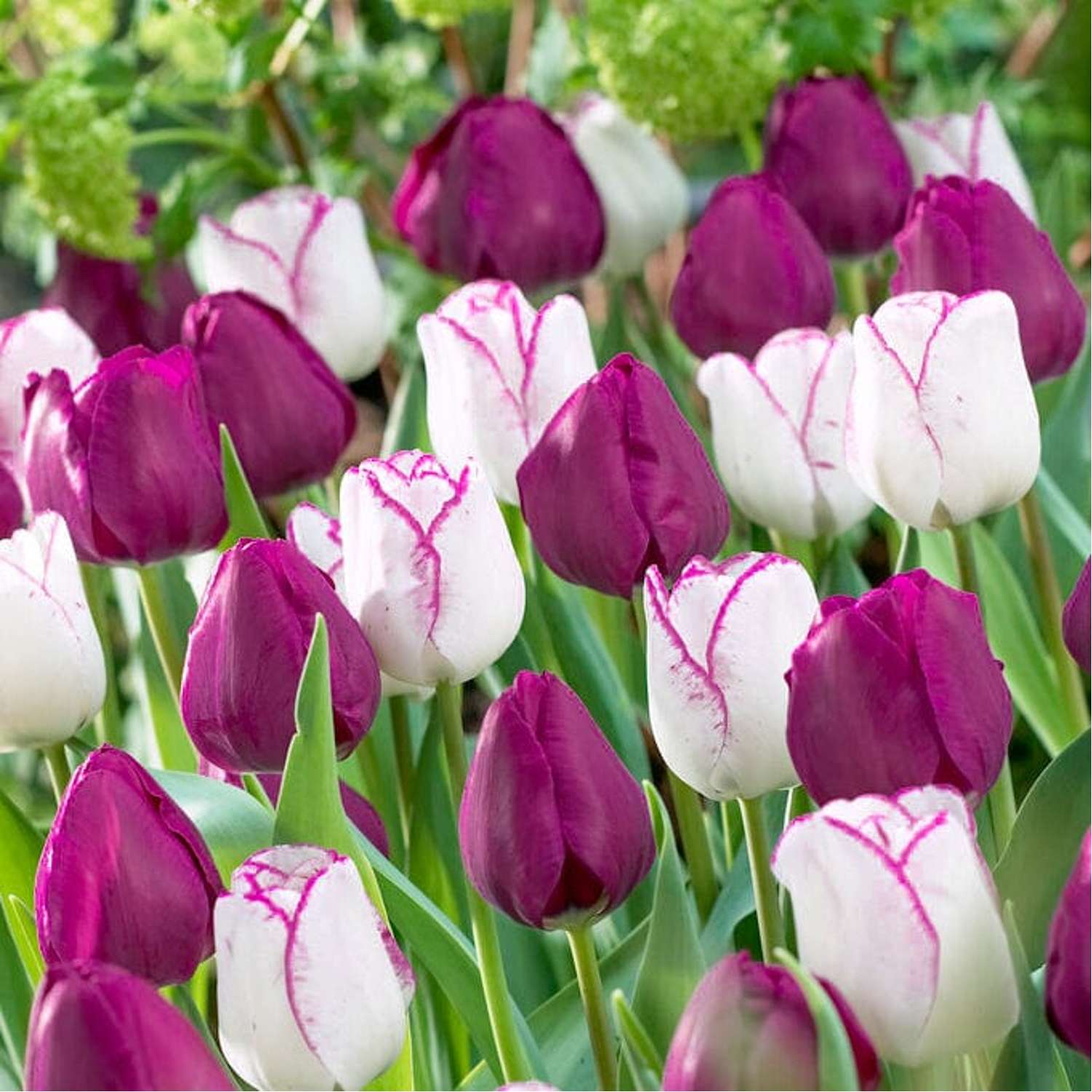 Tulpenmengsel 'Ella'