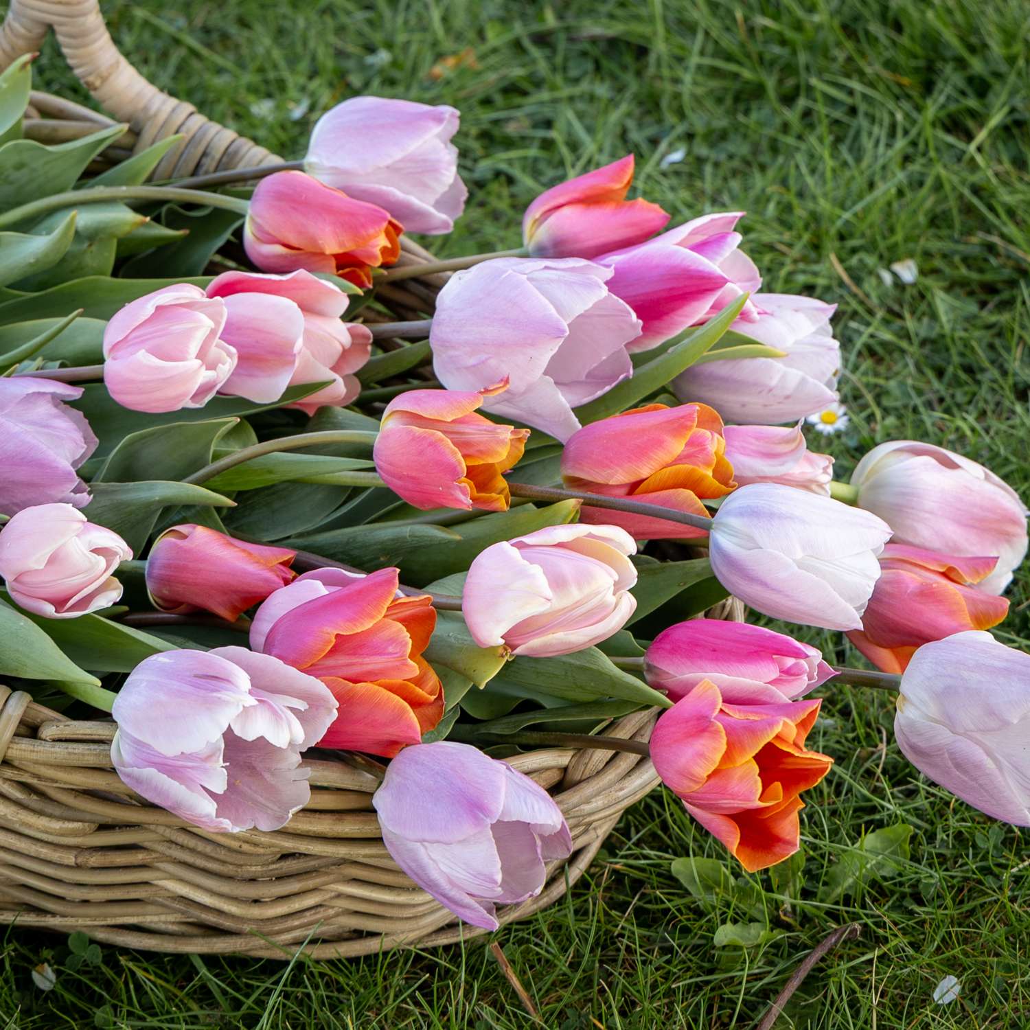 Tulpenmengsel 'Fiji'