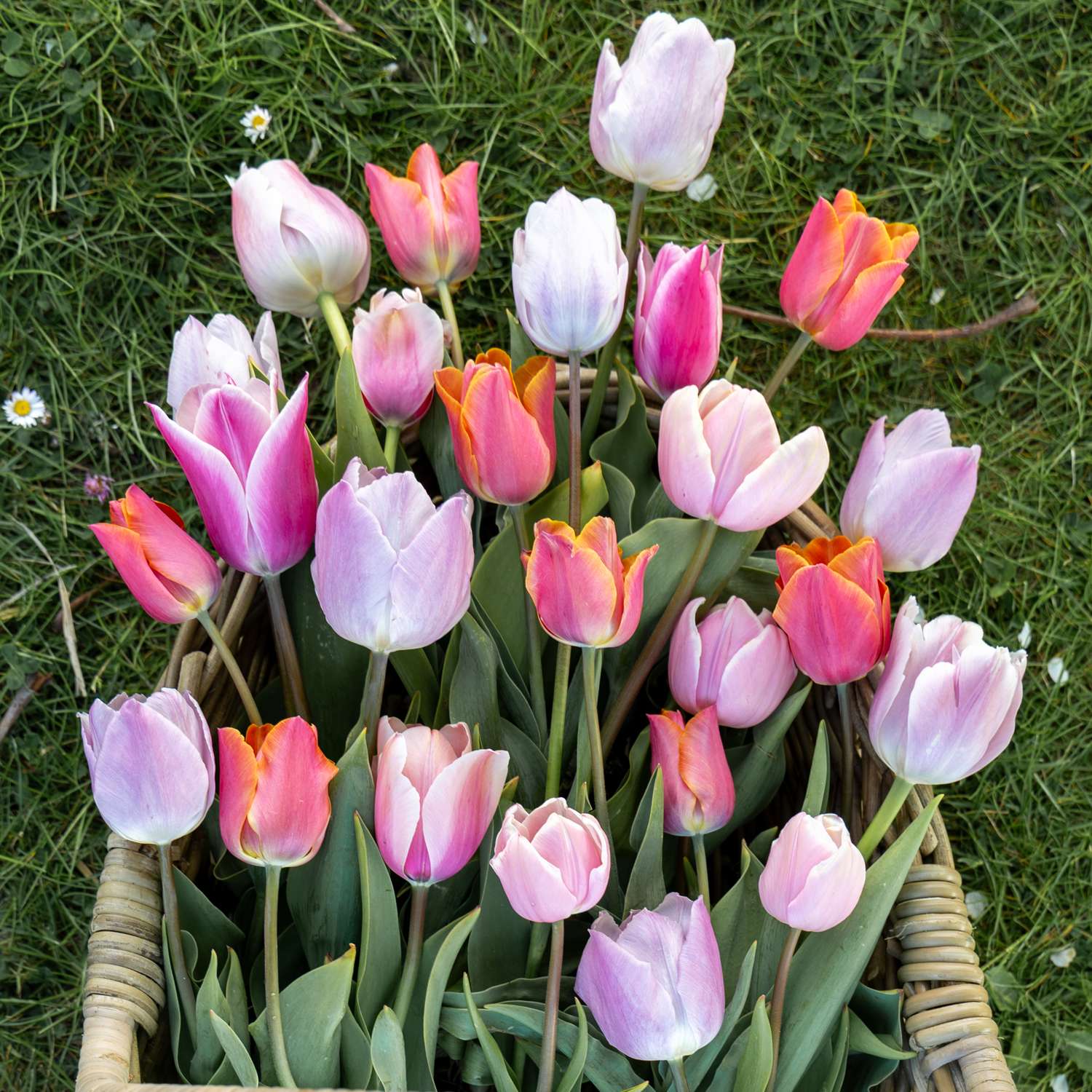Tulpenmengsel 'Fiji'