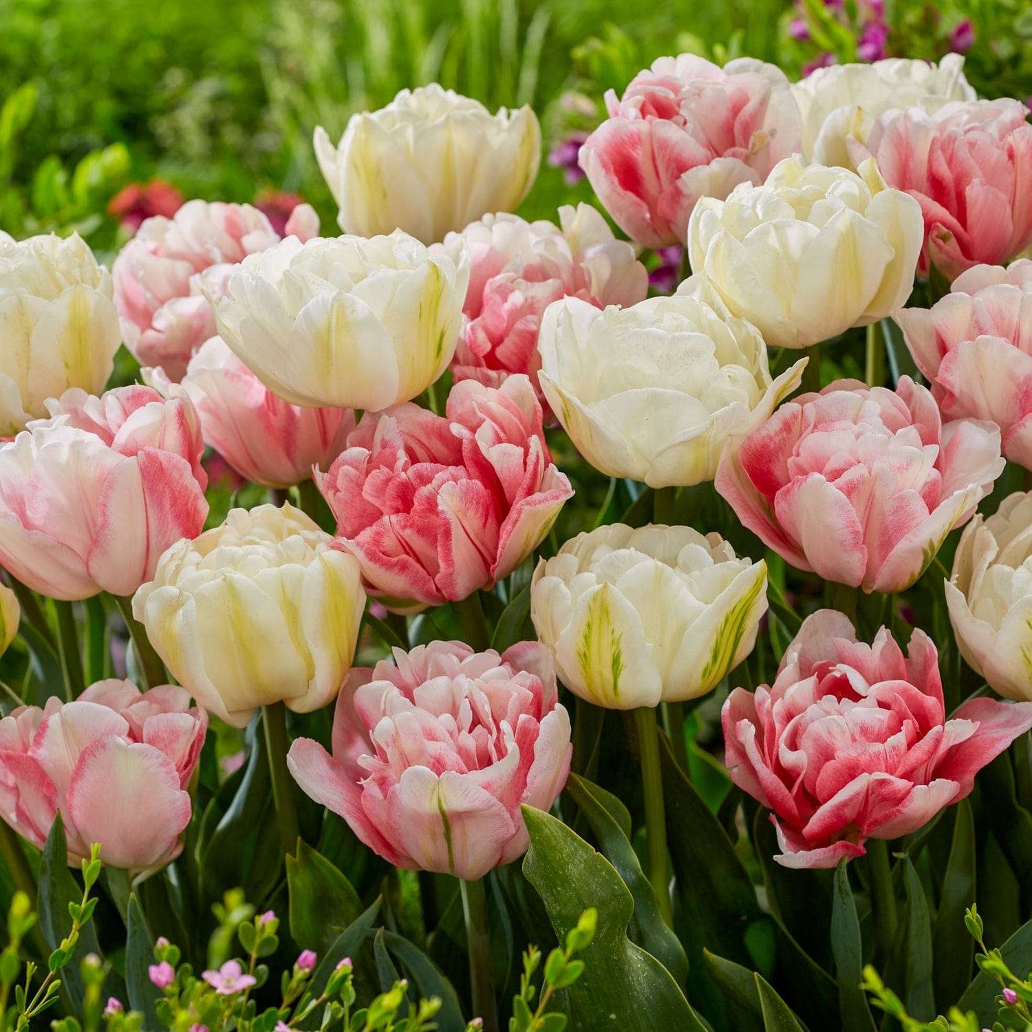 Tulpenmengsel 'Foxtrot Heights'