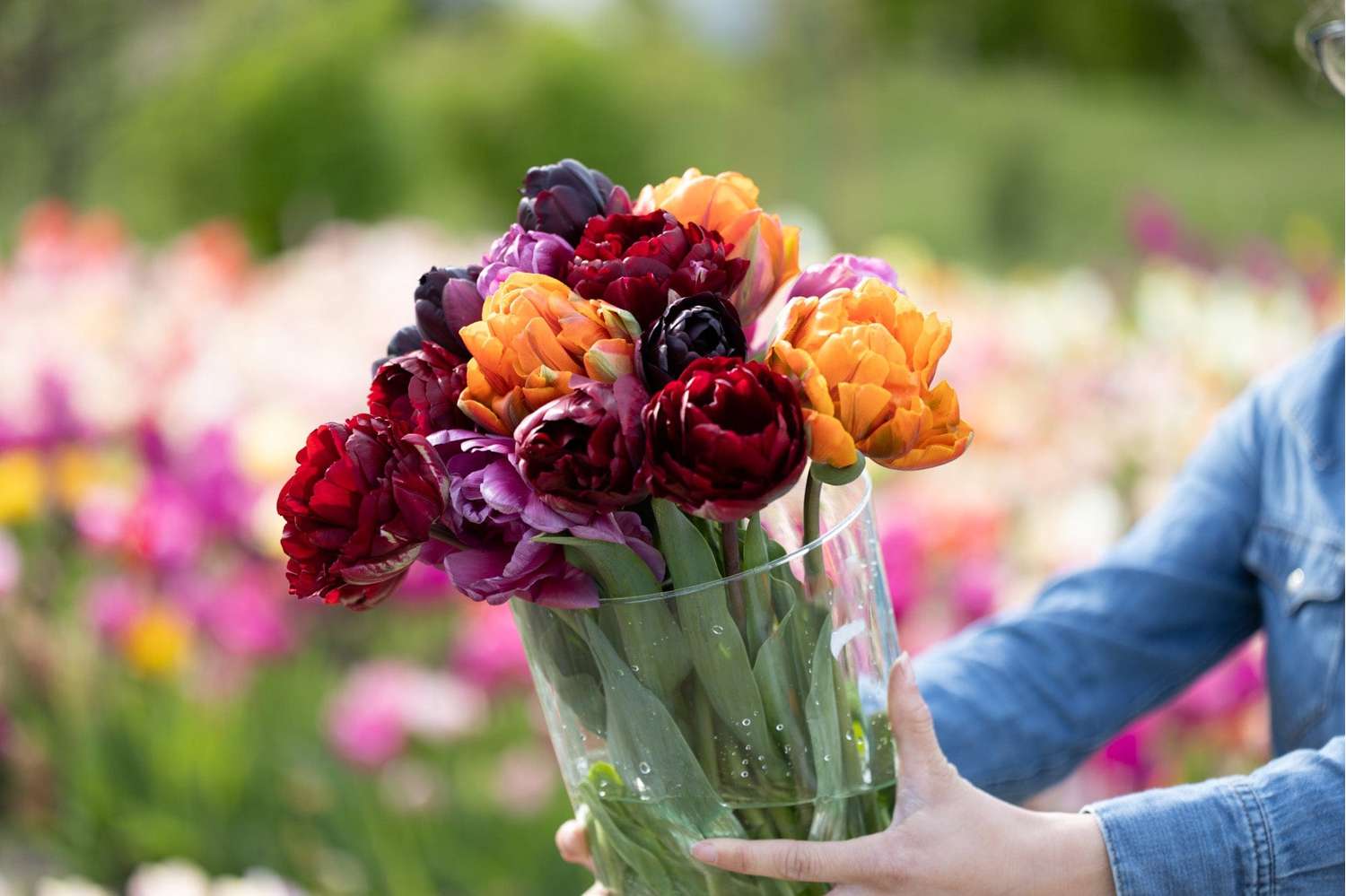 Tulpenmengsel 'Hidden Gem'