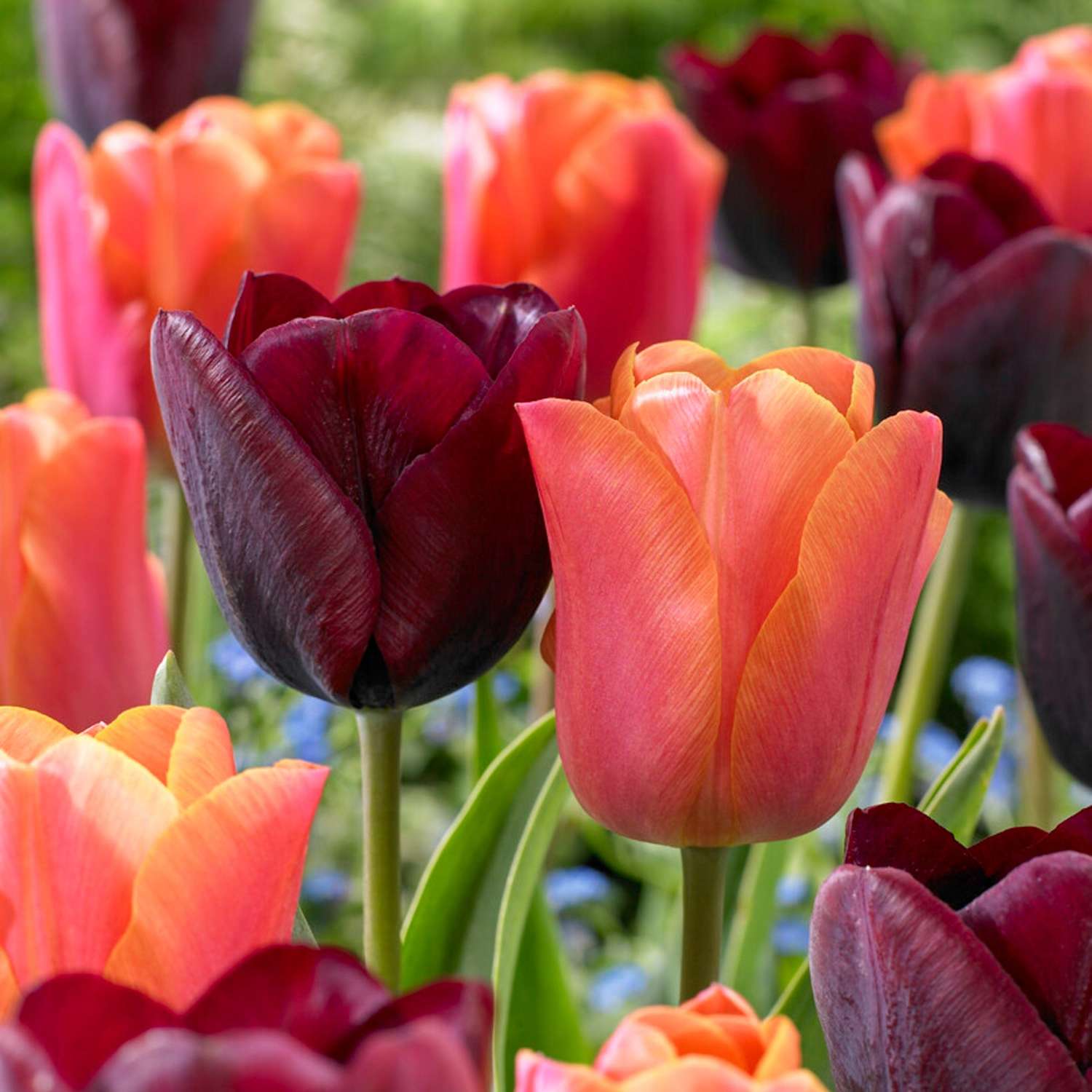 Tulpenmengsel 'Hugo'