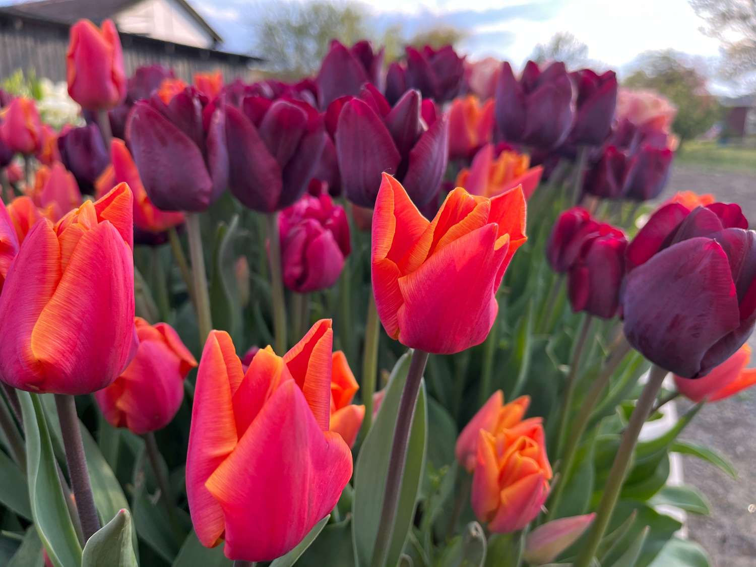 Tulpenmengsel 'Hugo'