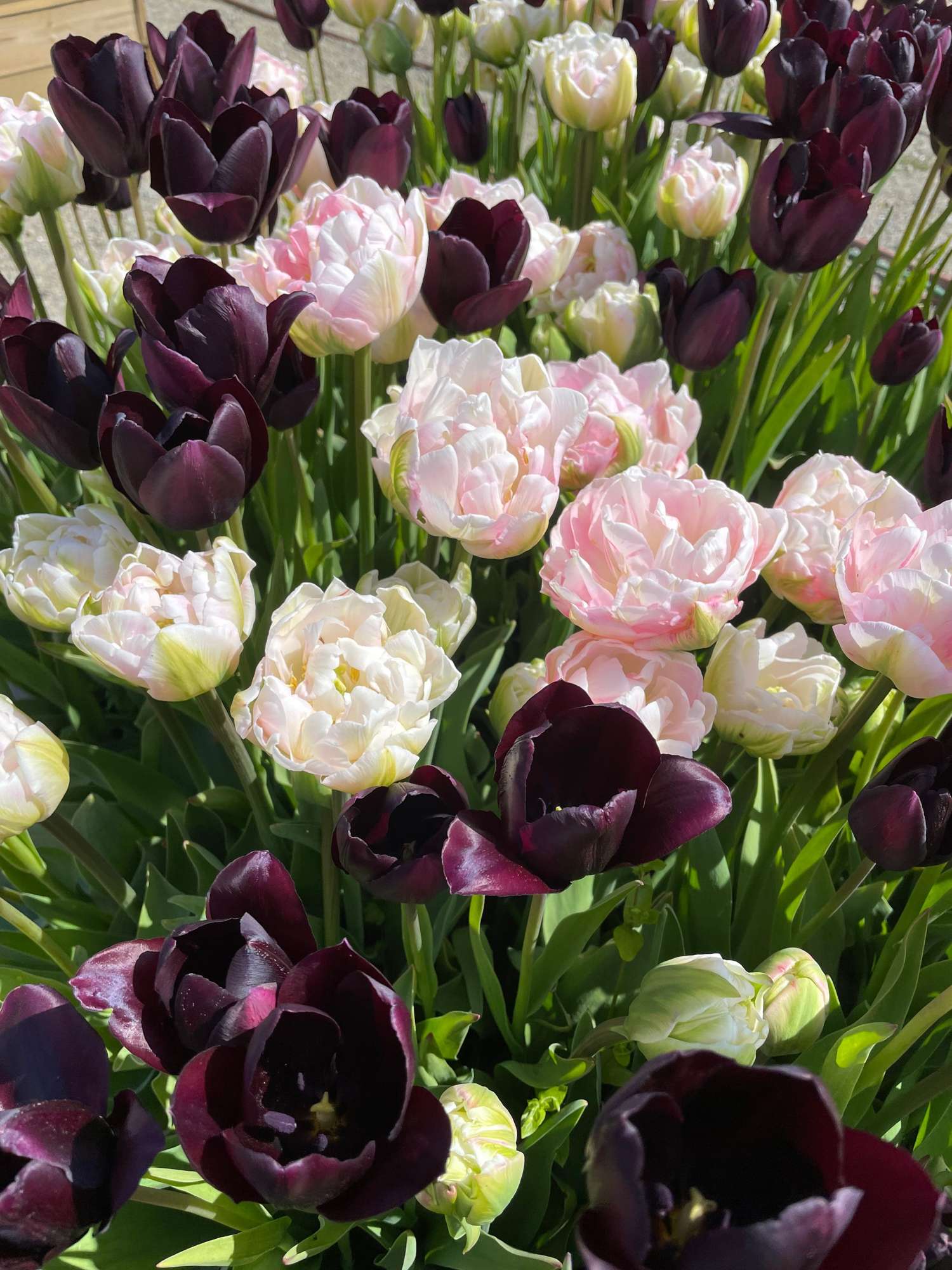 Tulpenmengsel 'Isabella'