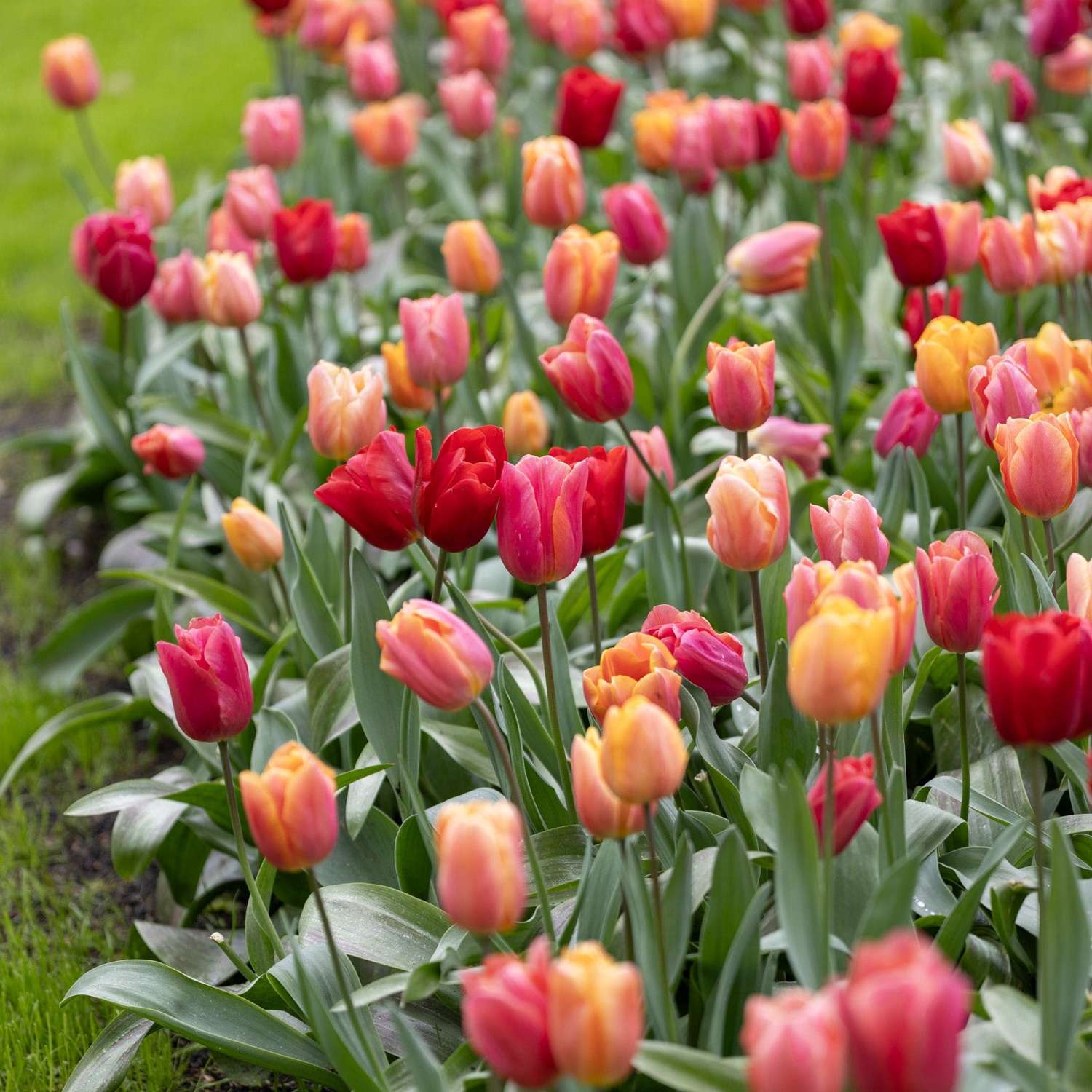 Tulpenmengsel 'Jimmy Family'