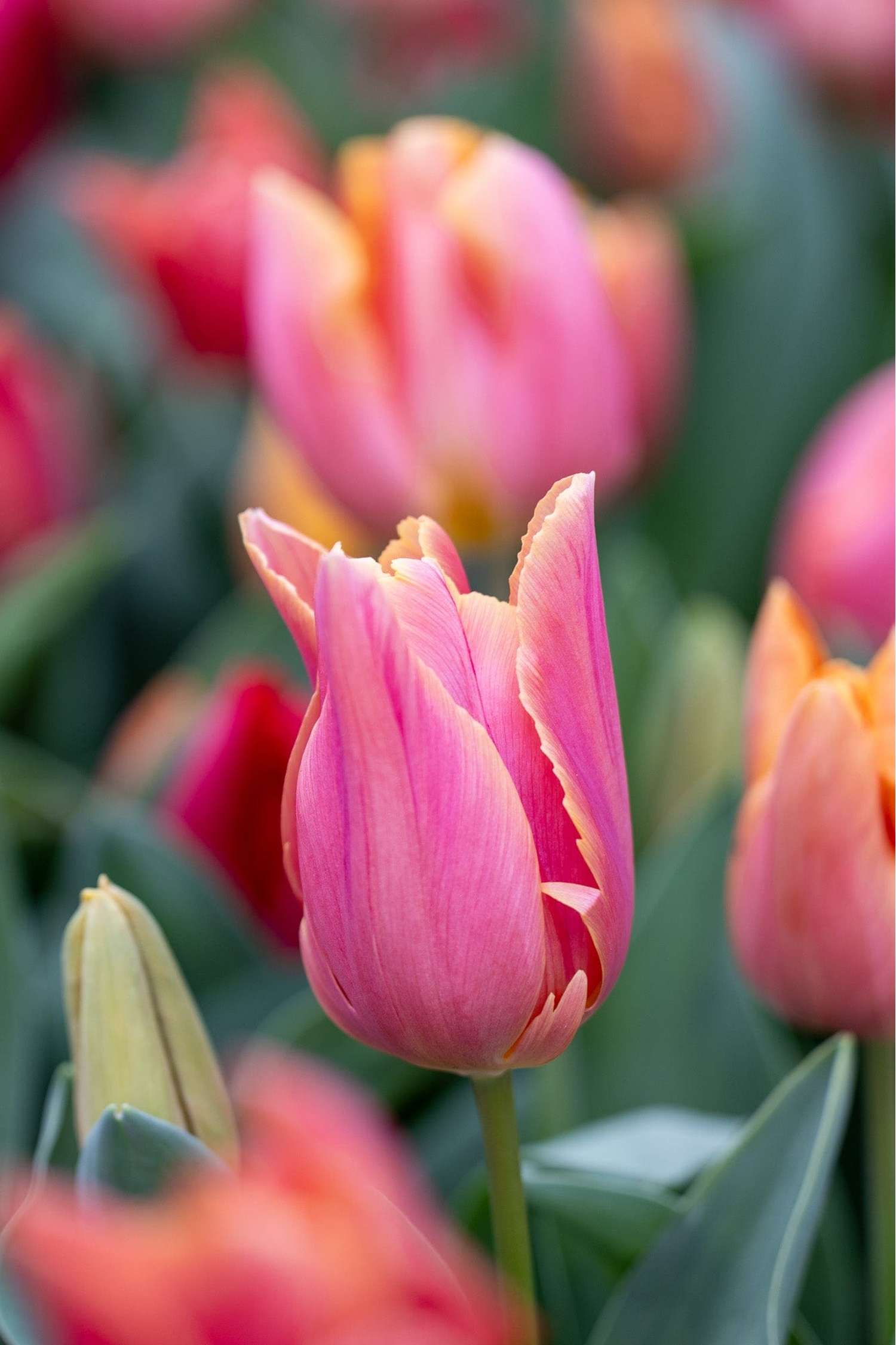 Tulpenmengsel 'Jimmy Family'