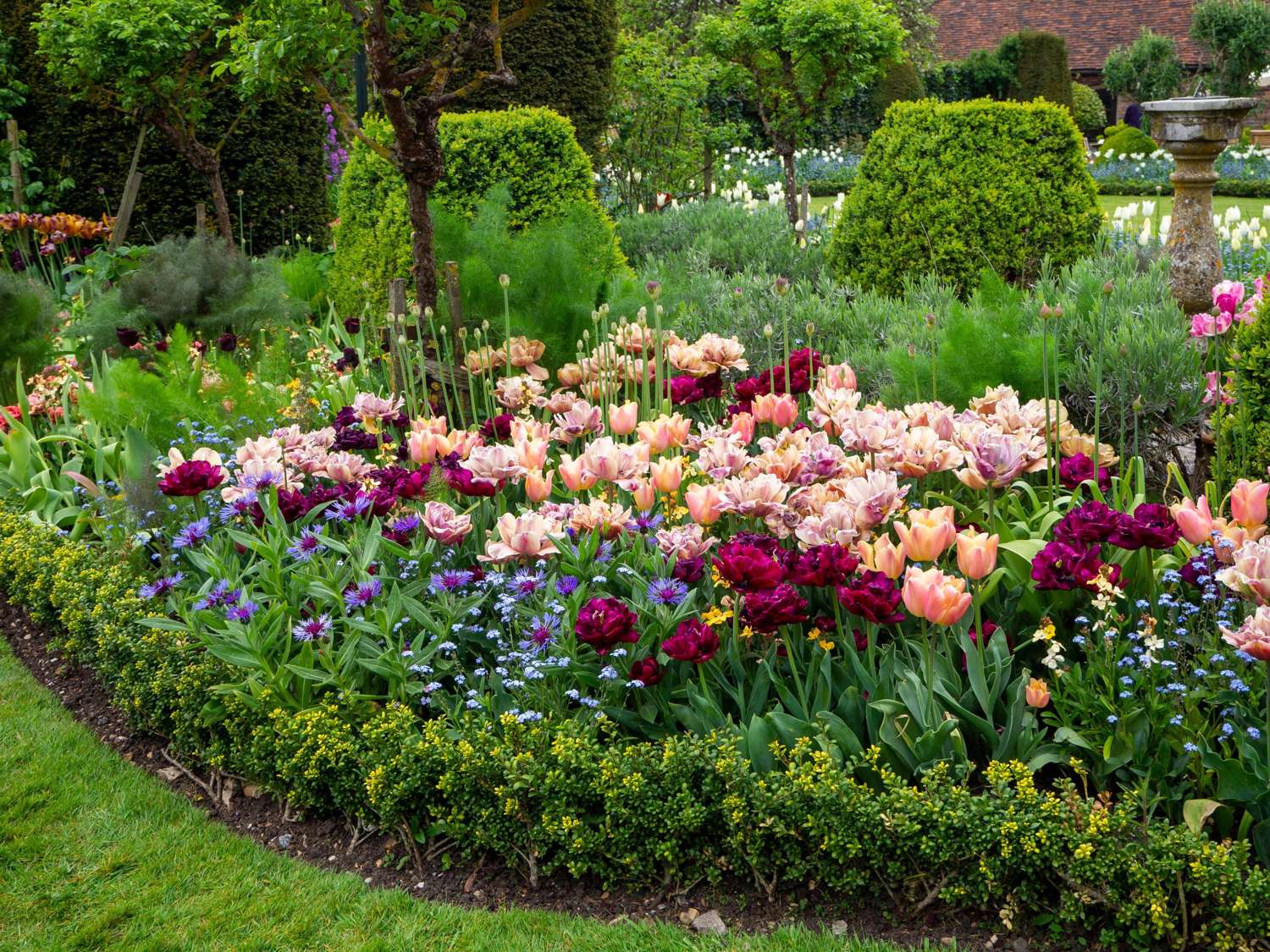 Tulpenmengsel 'Katja'