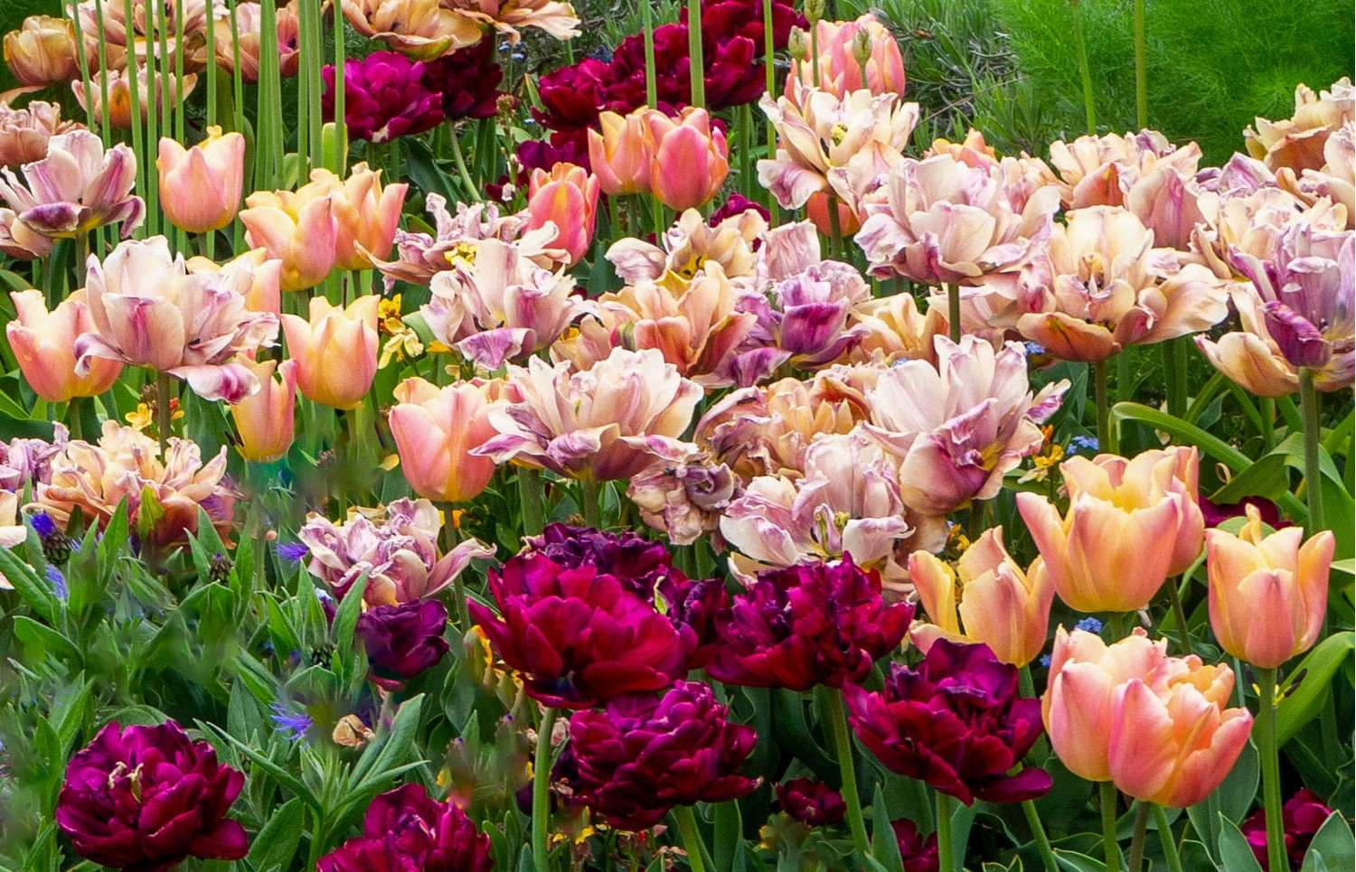 Tulpenmengsel 'Katja'