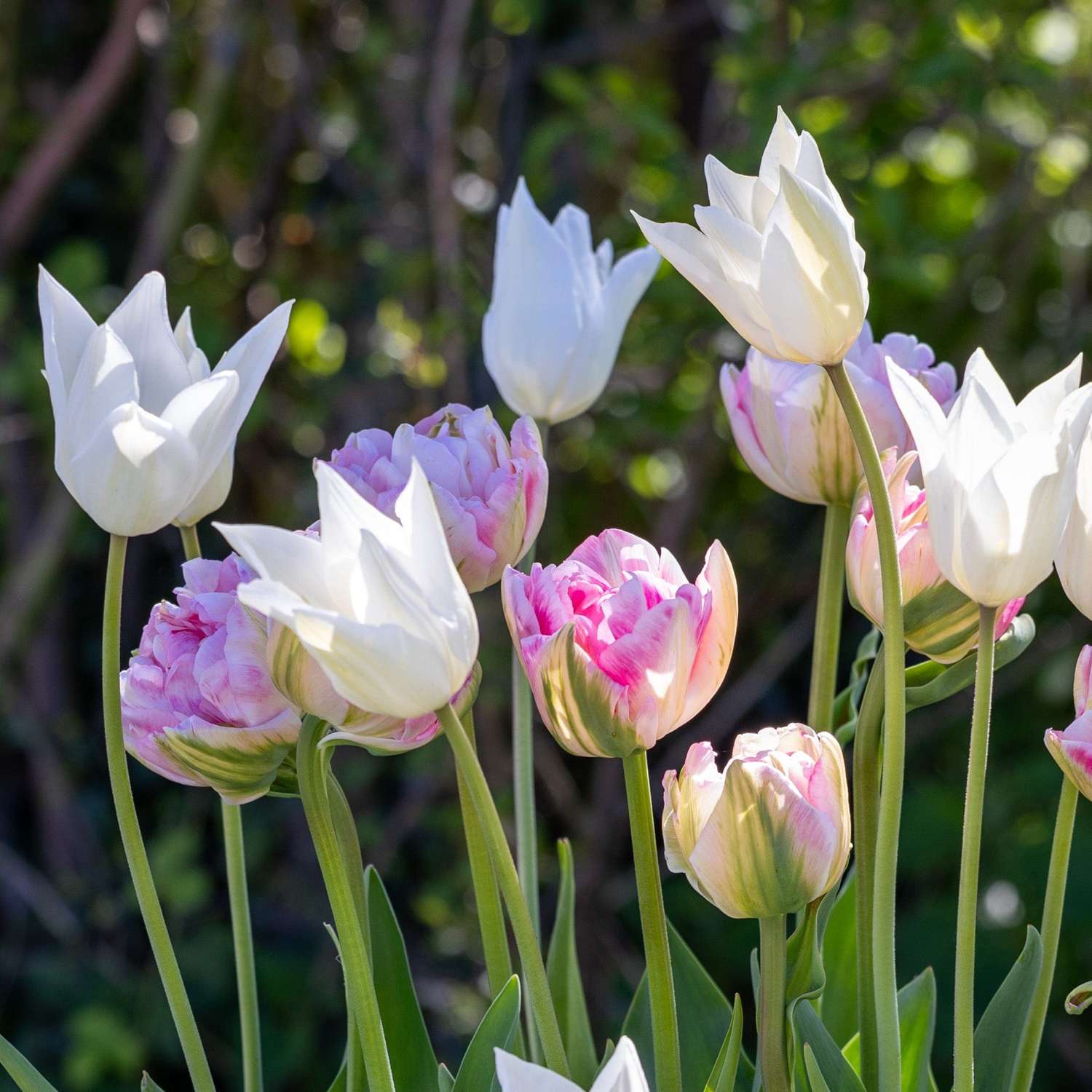 Tulpenmengsel 'Mary'