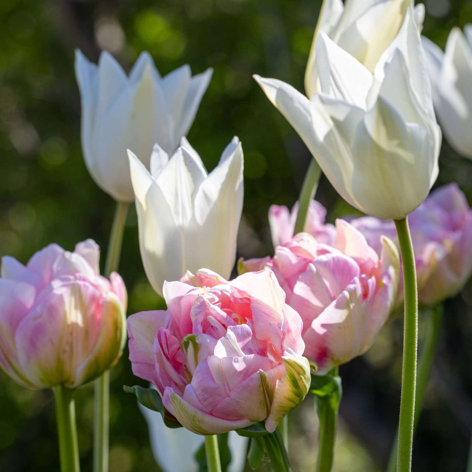 Tulpenmengsel 'Mary'