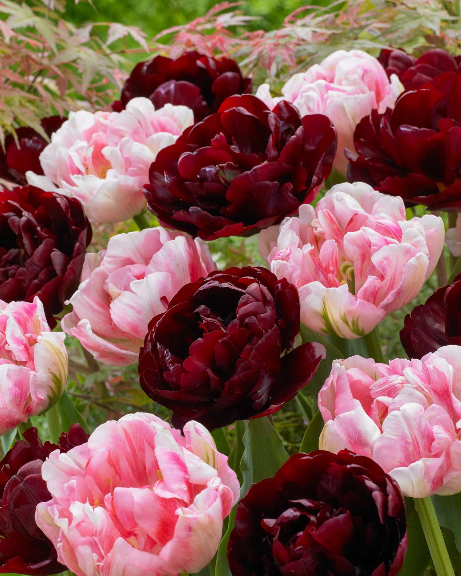 Tulpenmengsel 'Mia'