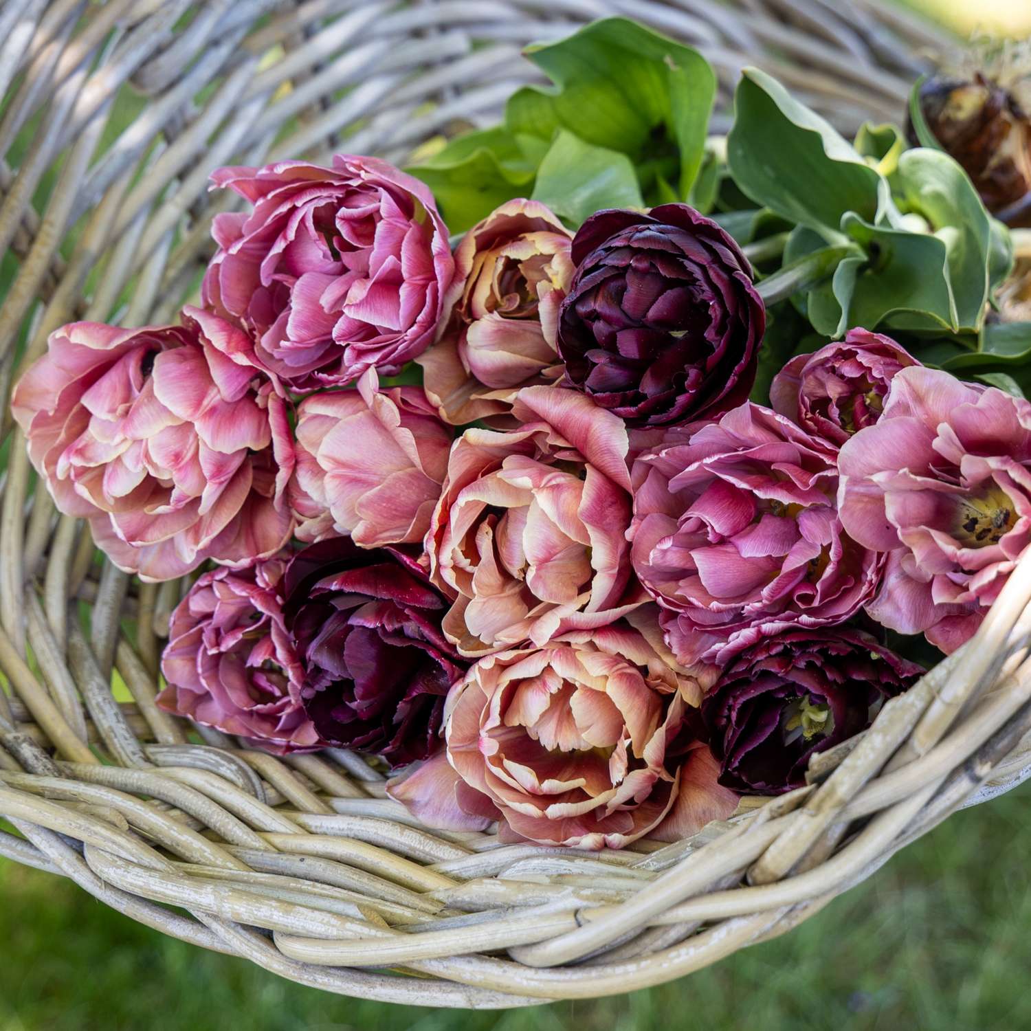 Tulpenmengsel 'Mulberry'