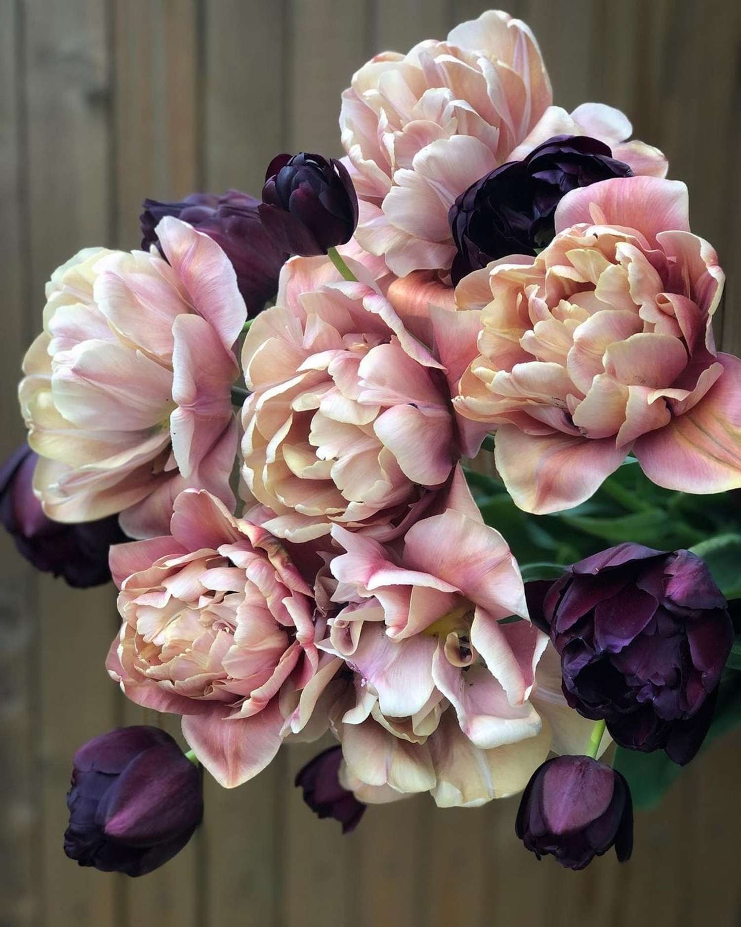 Tulpenmengsel 'Nadjas'