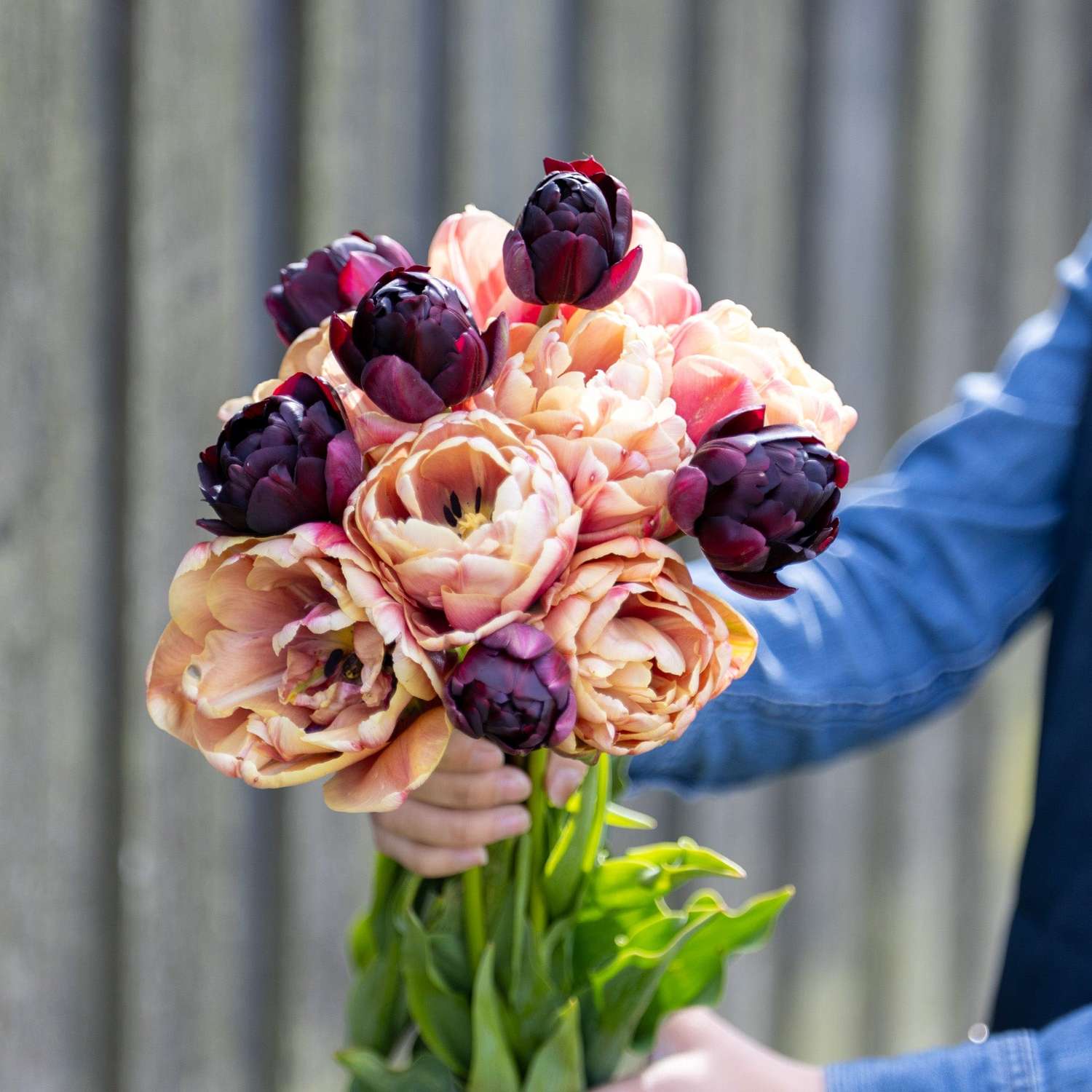 Tulpenmengsel 'Nadjas'
