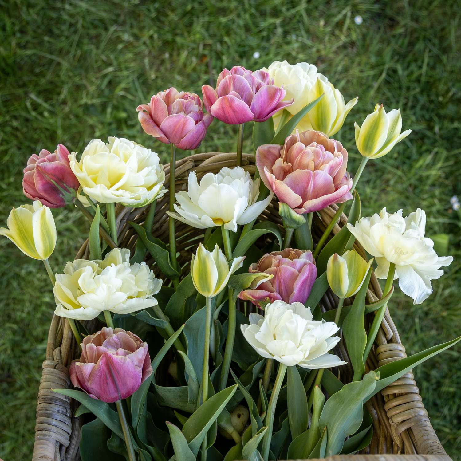 Tulpenmengsel 'Peaches & Cream'