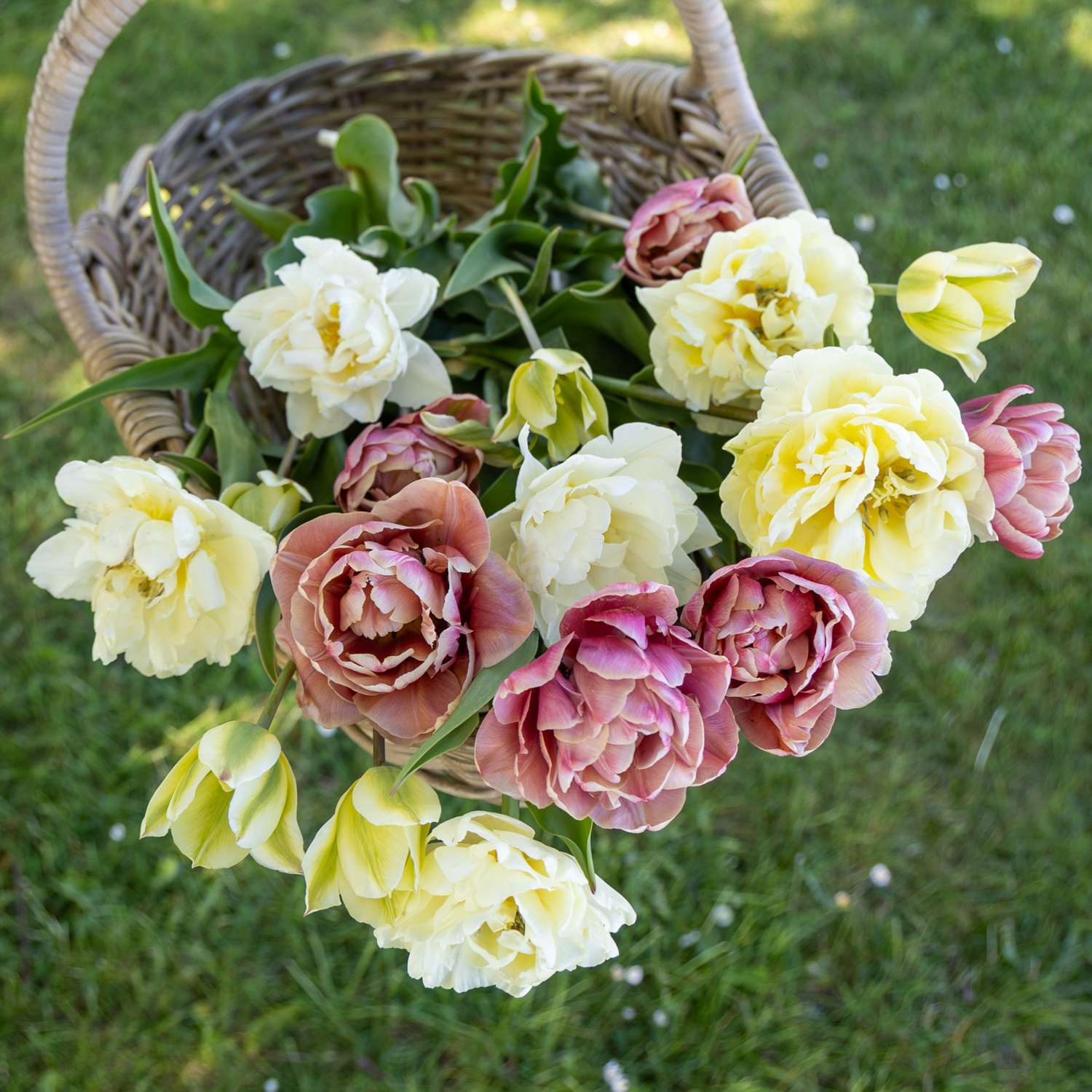 Tulpenmengsel 'Peaches & Cream'