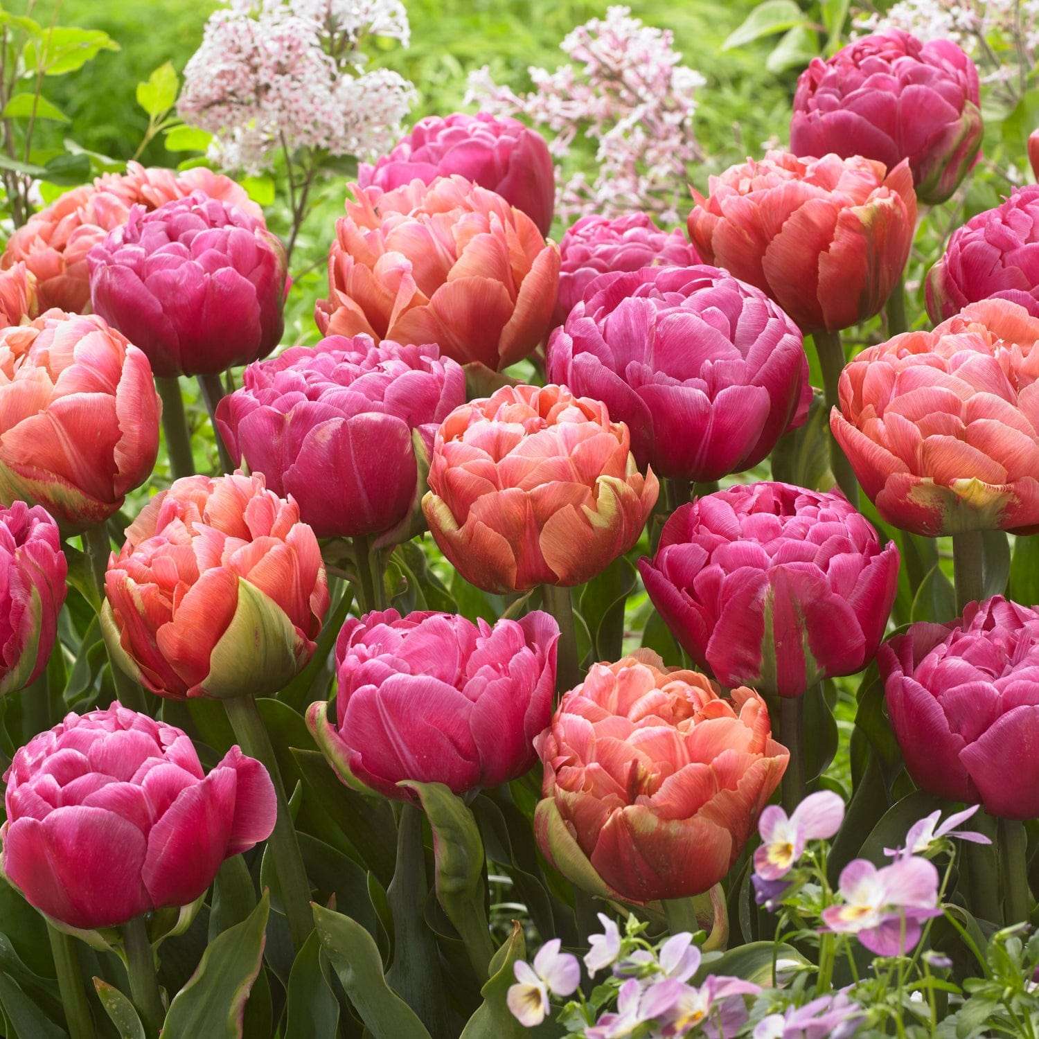 Tulpenmengsel 'Pink Champagne'
