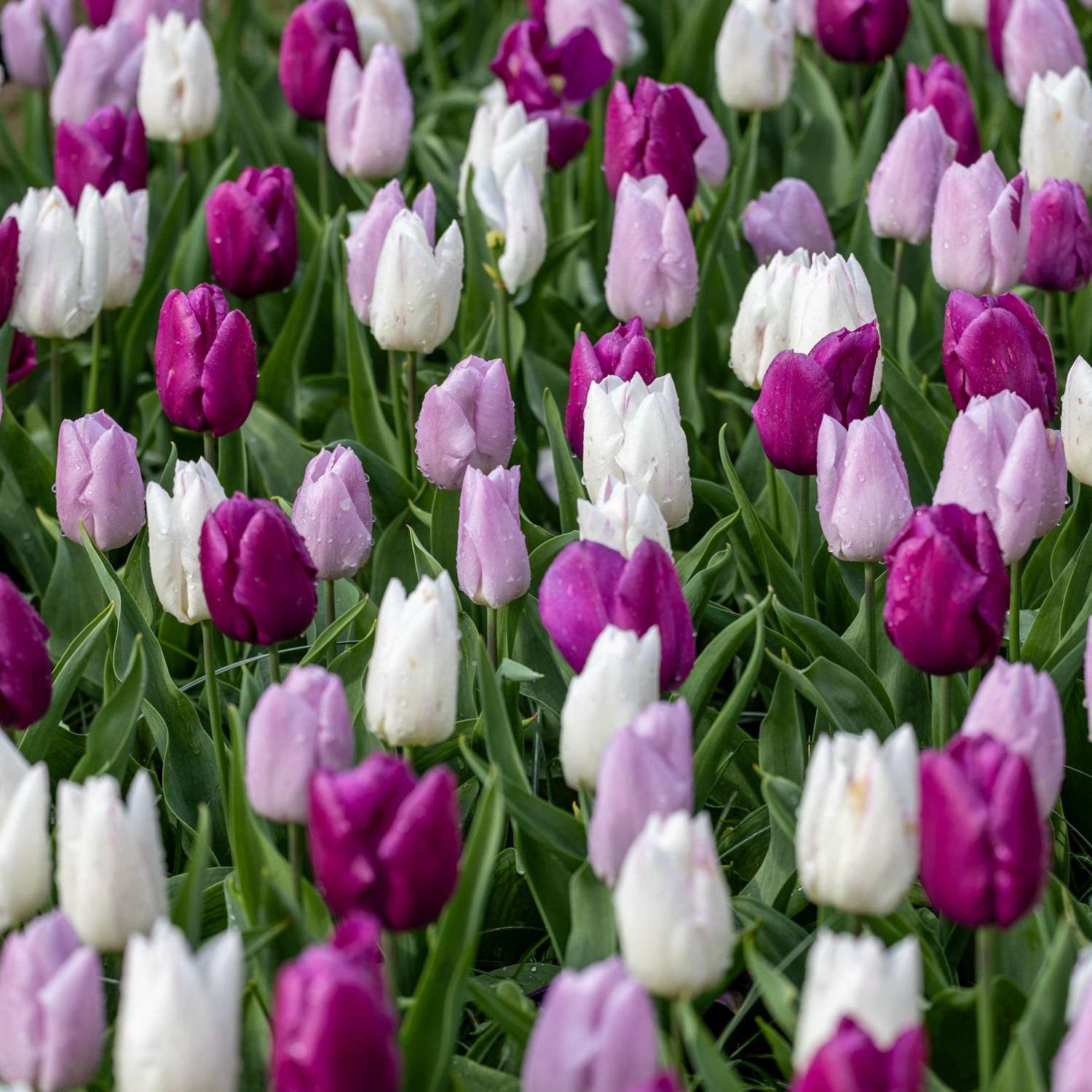 Tulpenmengsel 'Prince Mix'