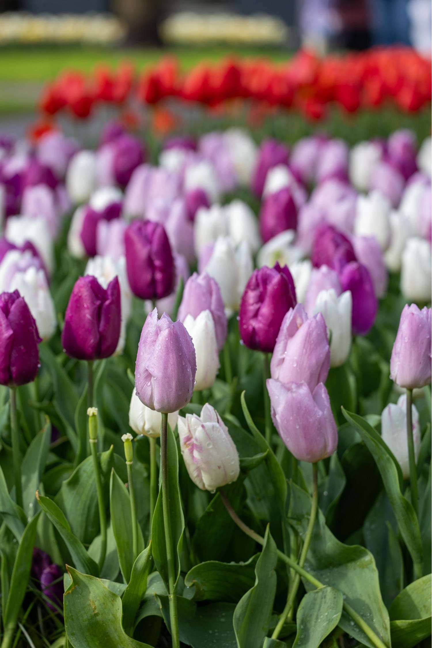 Tulpenmengsel 'Prince Mix'