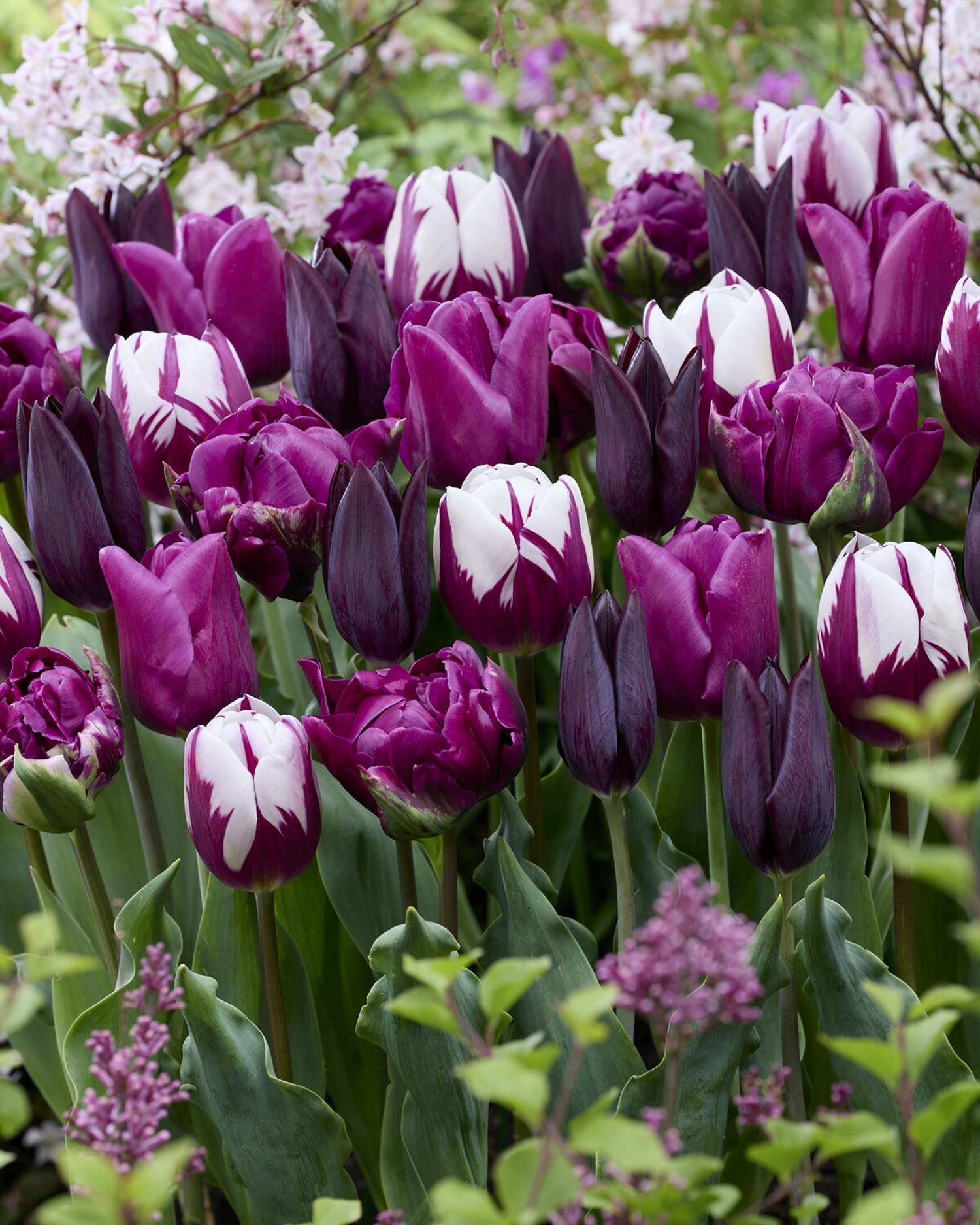 Tulpenmengsel 'Purple Velvet'