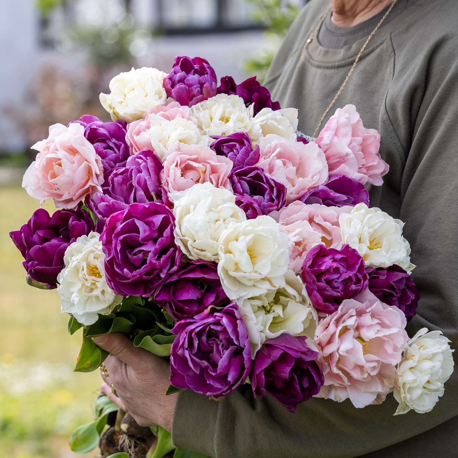 Tulpenmengsel 'Rikke'