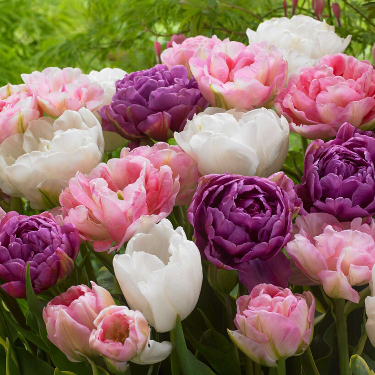 Tulpenmengsel 'Rikke'