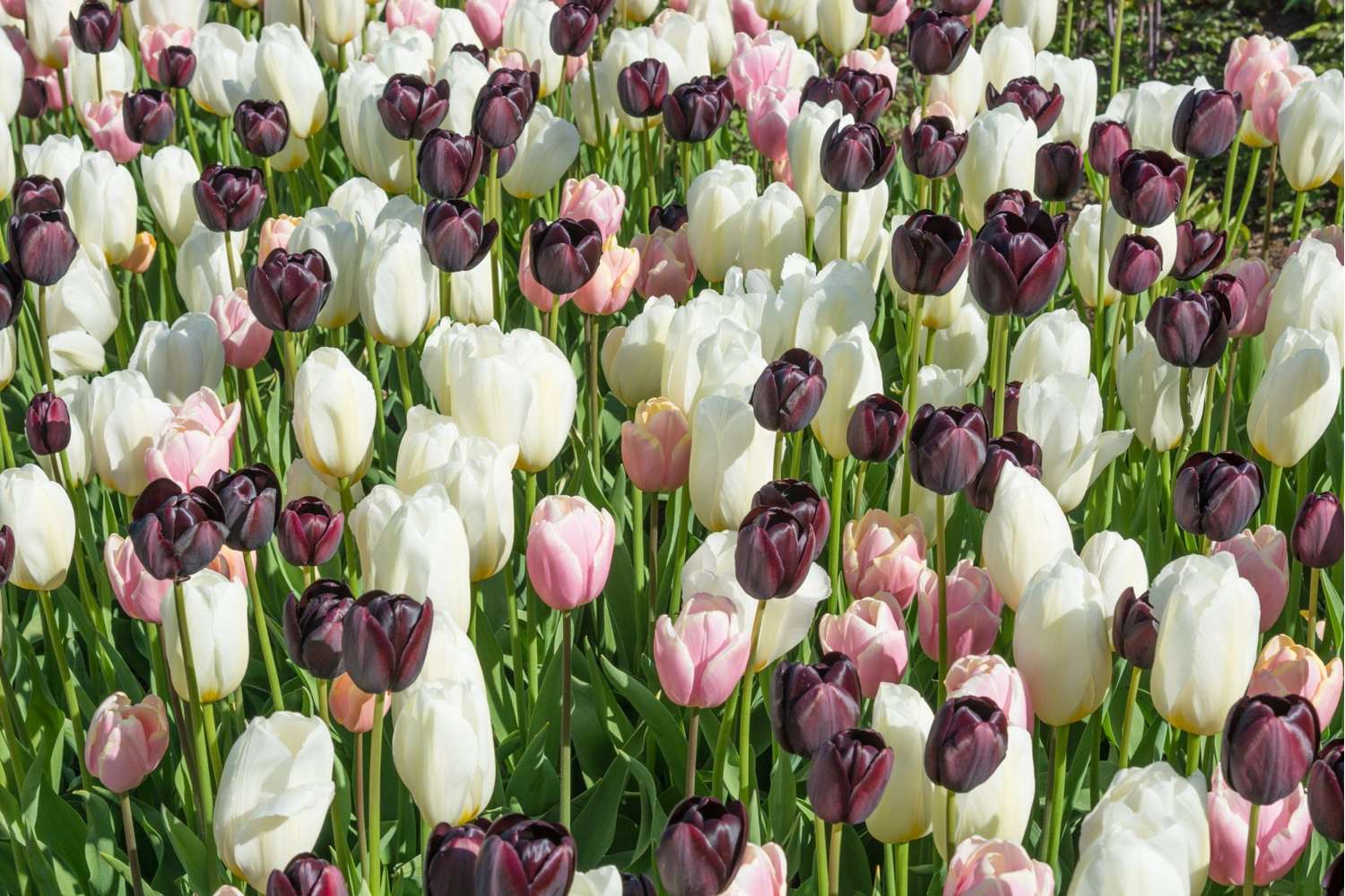 Tulpenmengsel 'Snowfall Kiss'