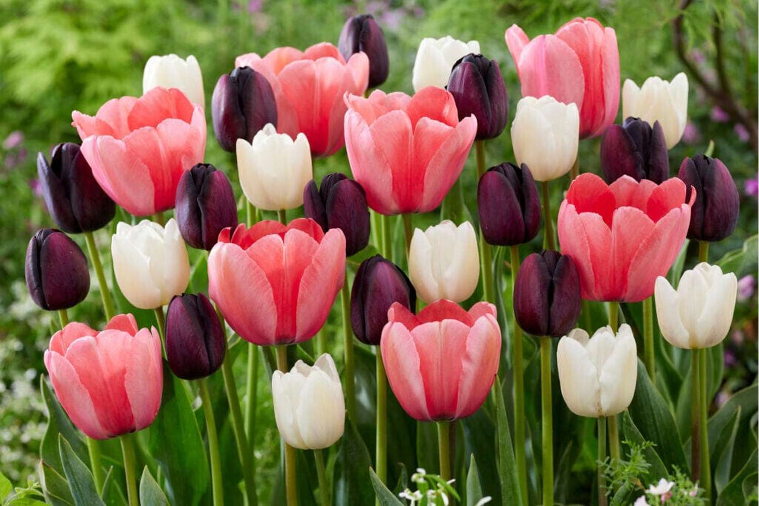 Tulpenmengsel 'Strawberry Snowfall'