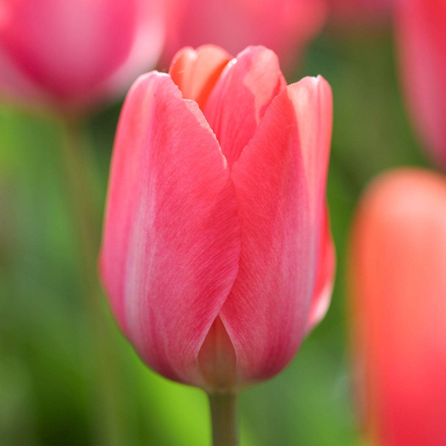 Tulpenmengsel 'Strawberry Snowfall'