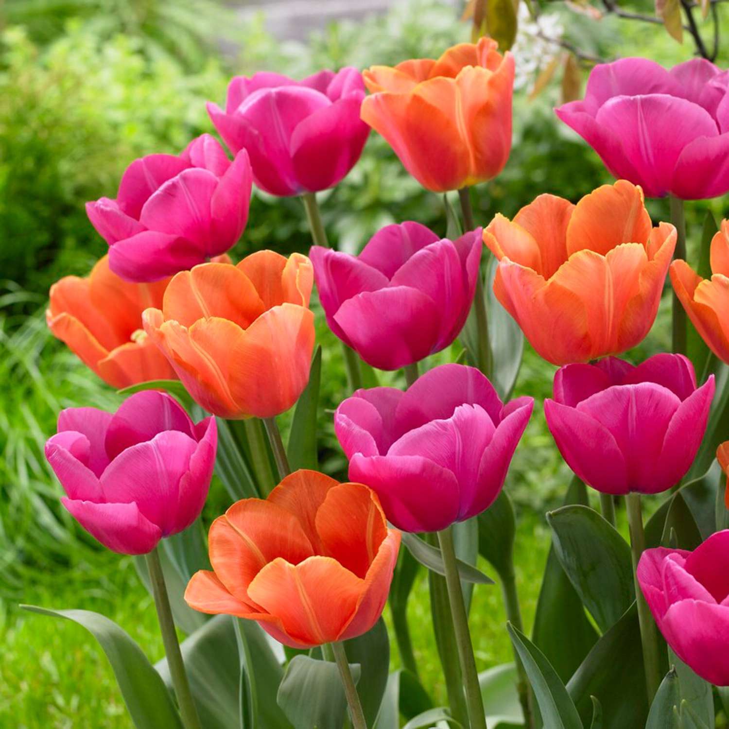 Tulpenmengsel 'Tessa'