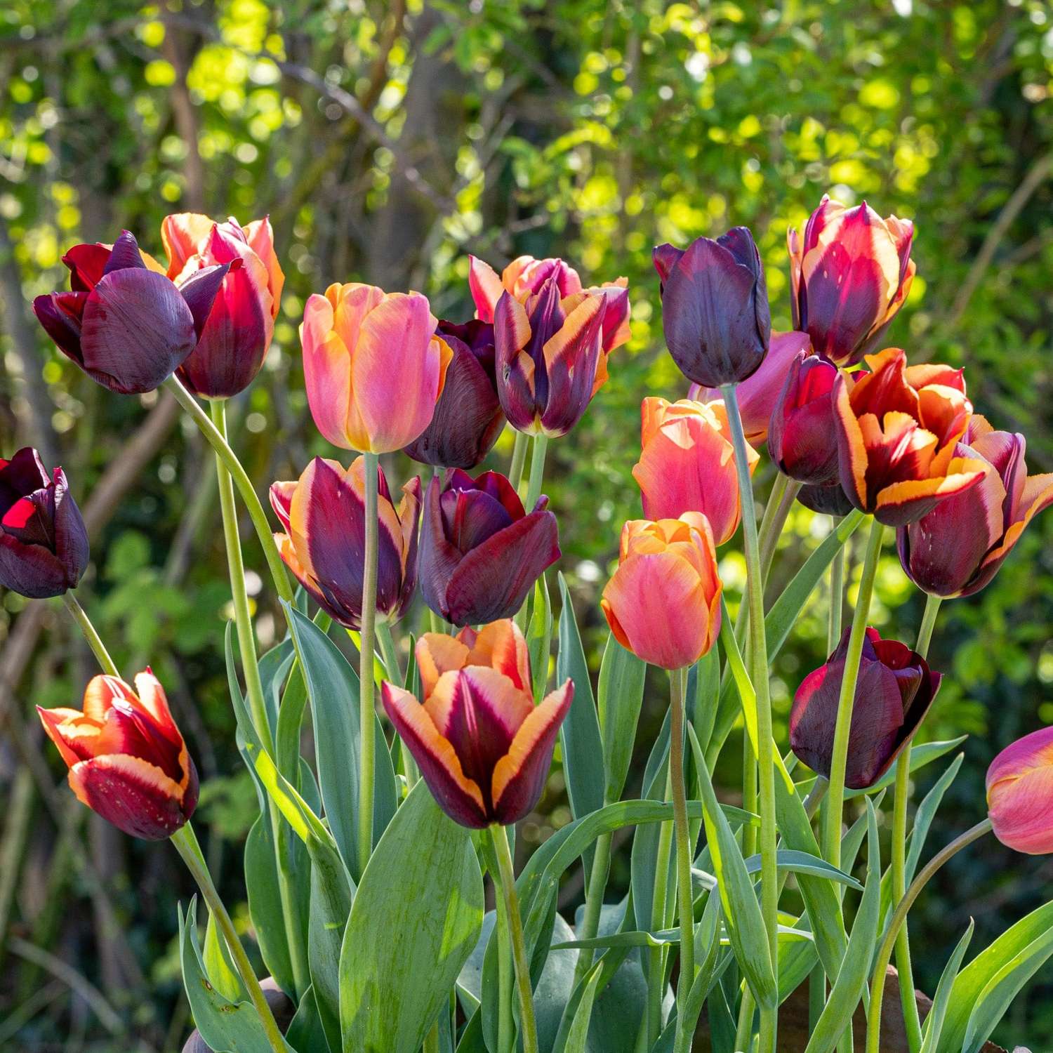 Tulpenmengsel 'Molly'
