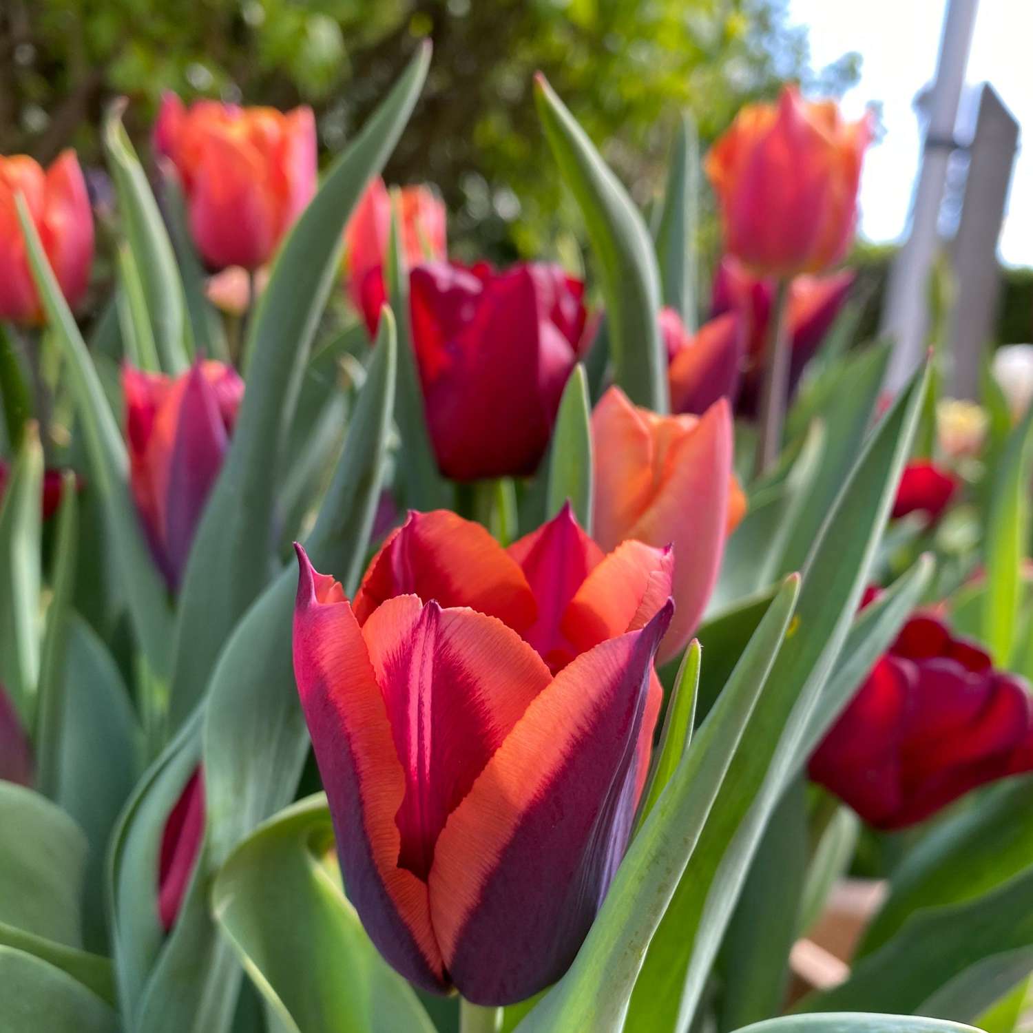 Tulpenmengsel 'Molly'