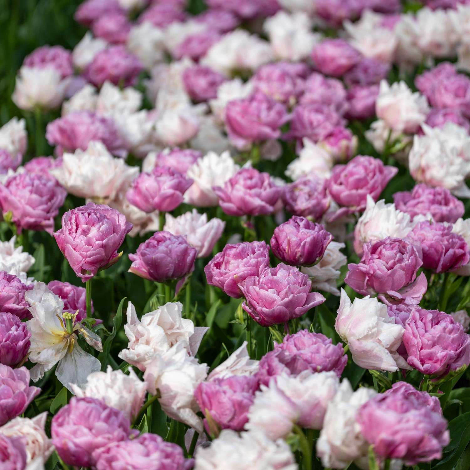 Tulpenmengsel 'Purple Clouds'