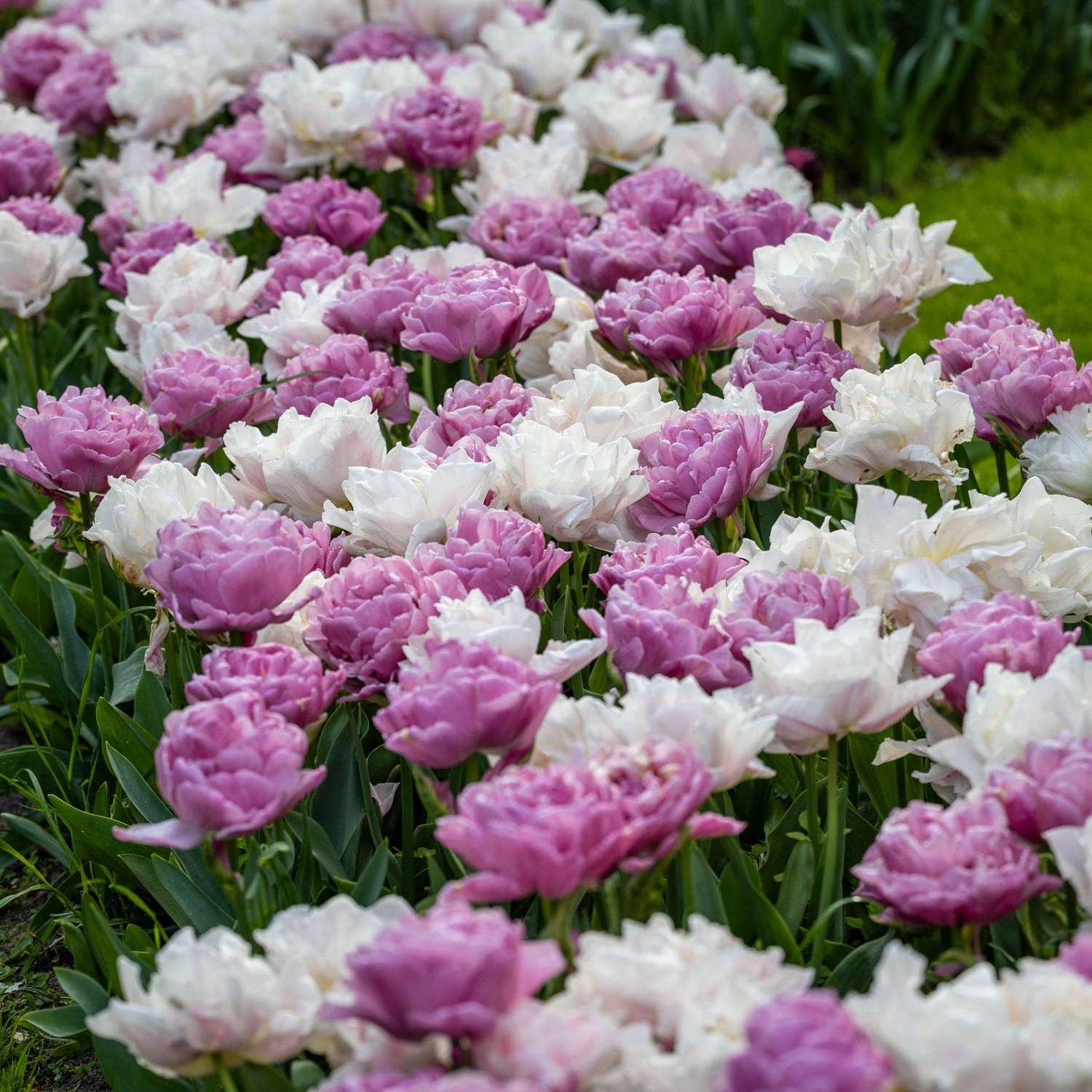 Tulpenmengsel 'Purple Clouds'