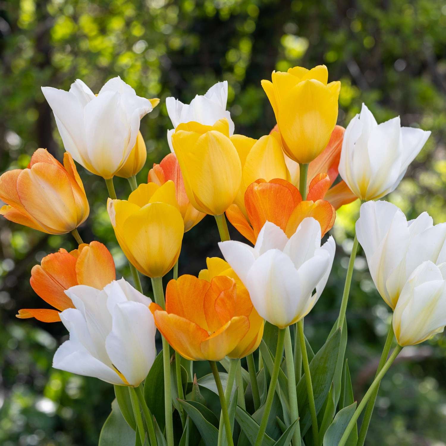 Tulpenmengsel 'Springtime'